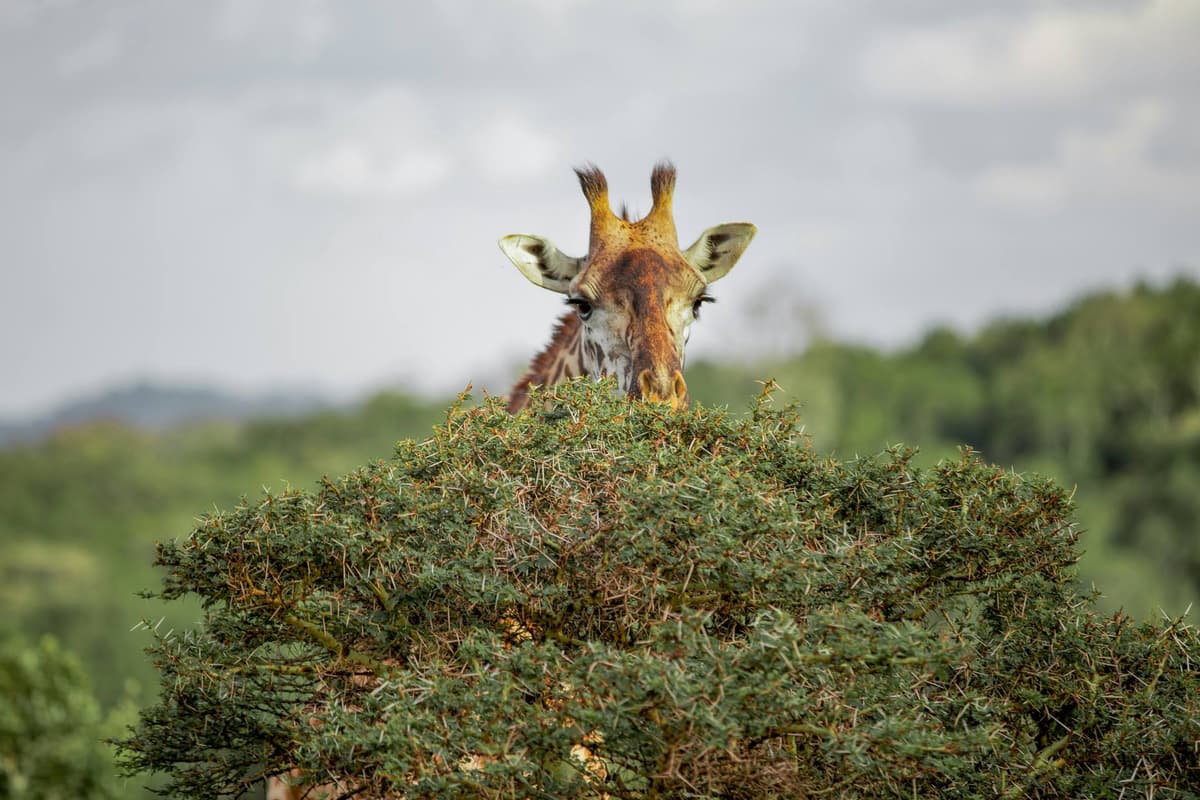 Giraffes inside Arusha National Park