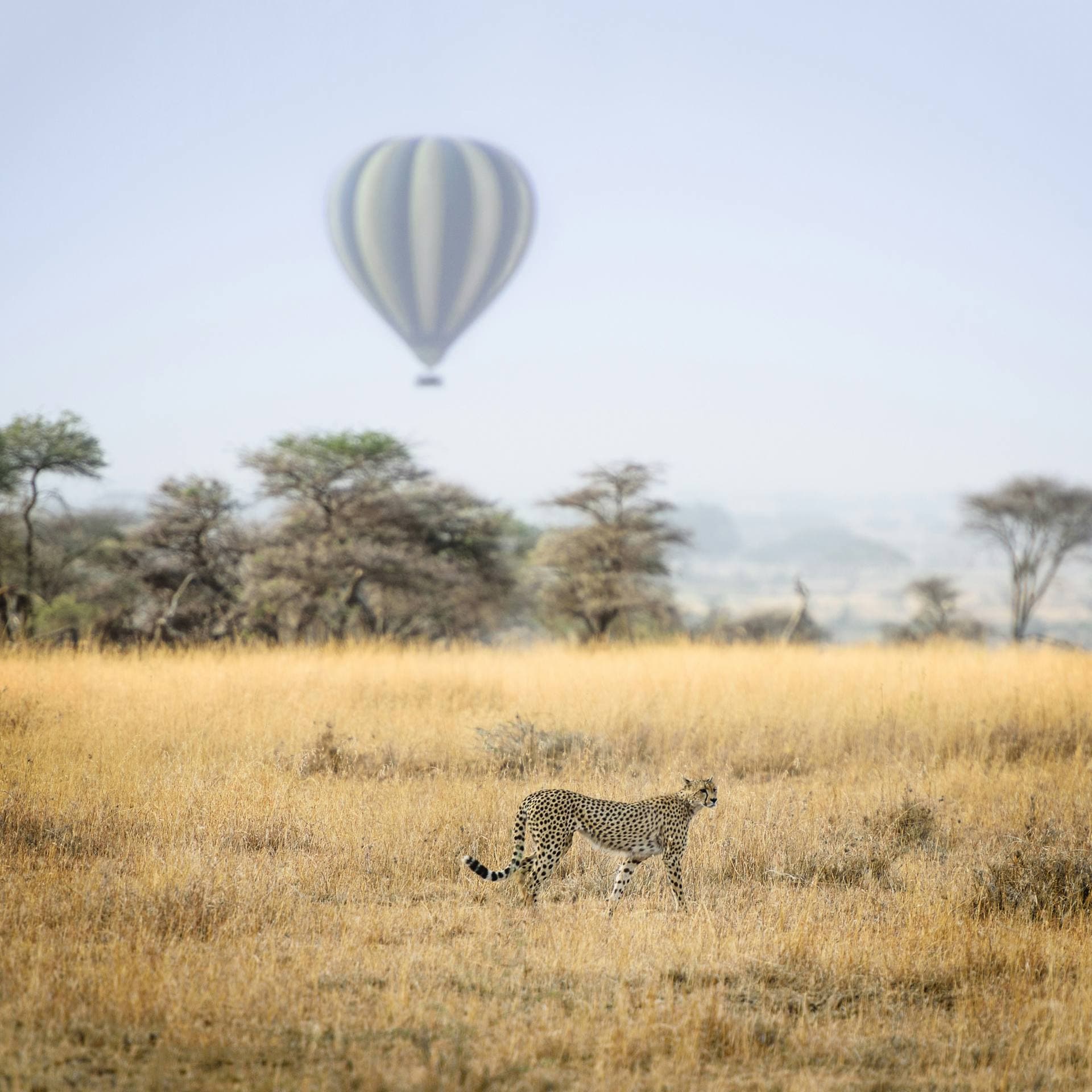 Hot air balloon over Serengeti