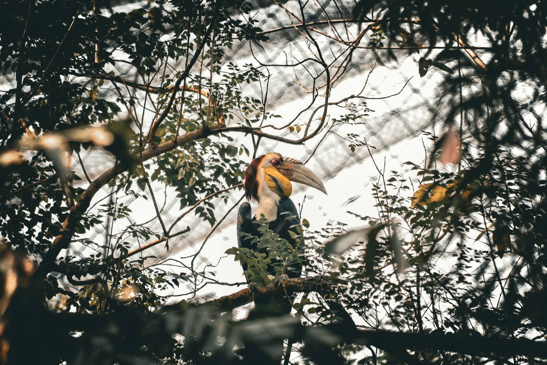Colourful bird perched on a branch