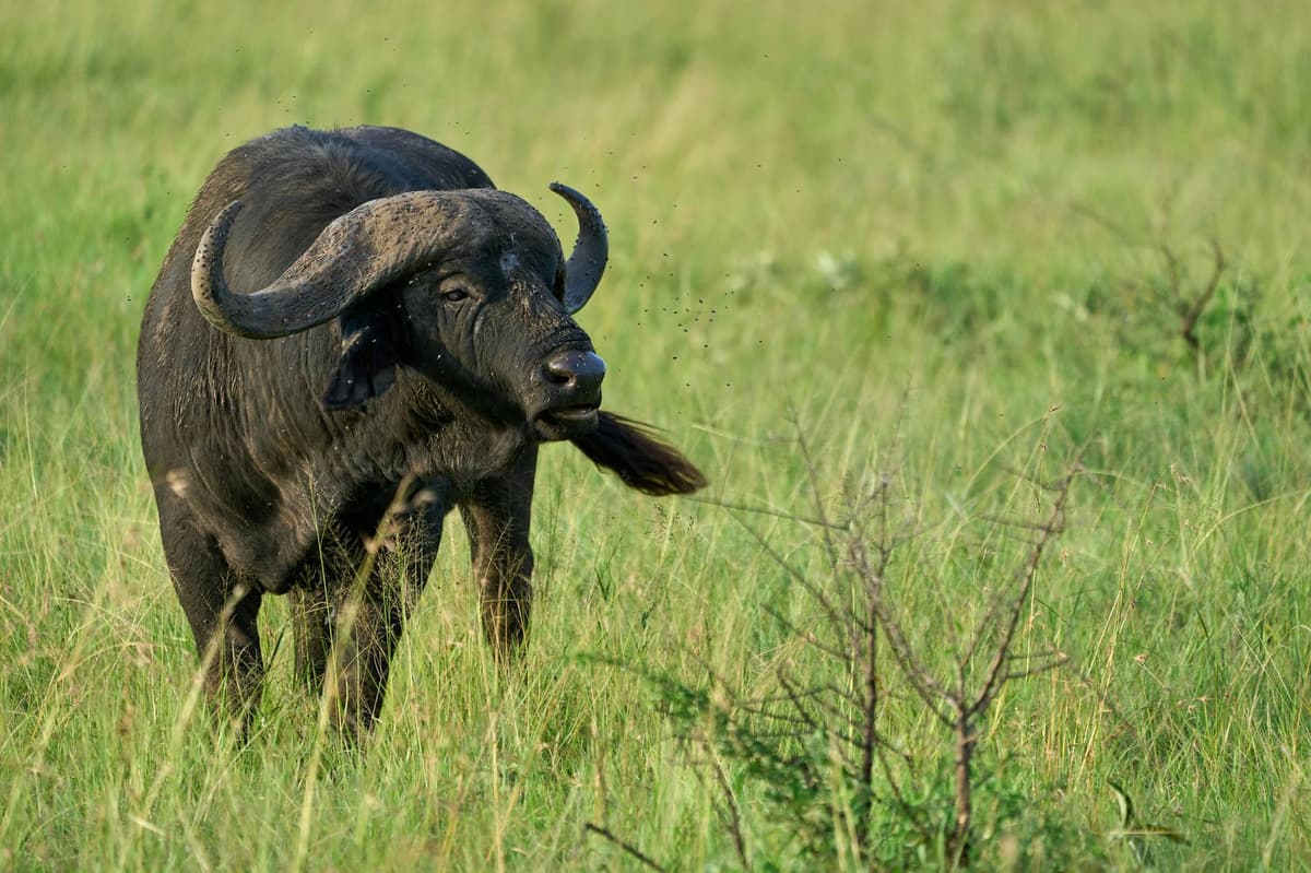 A herd of Cape buffalo