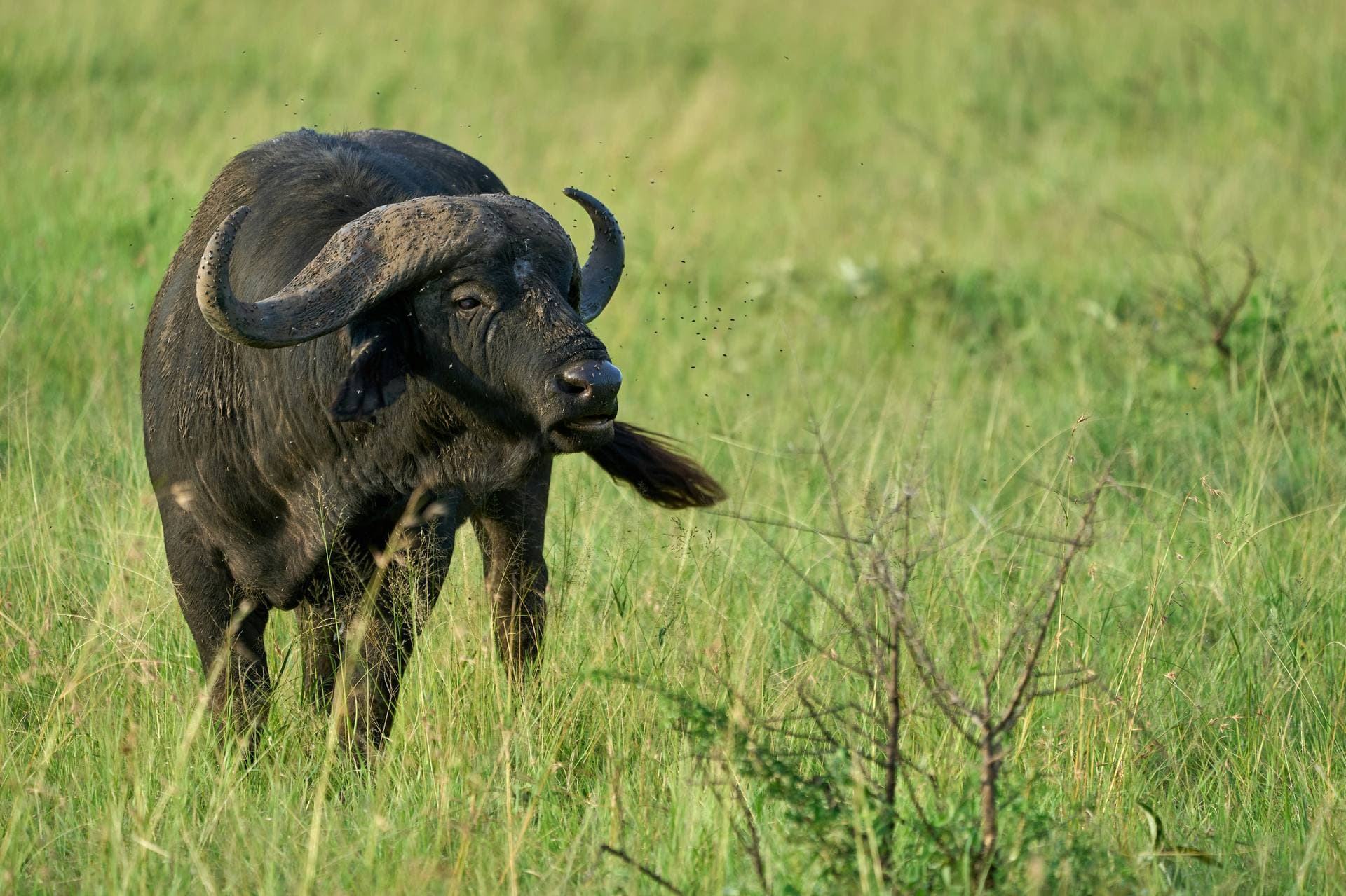 4x4 vehicle watching buffalo in Tanzania