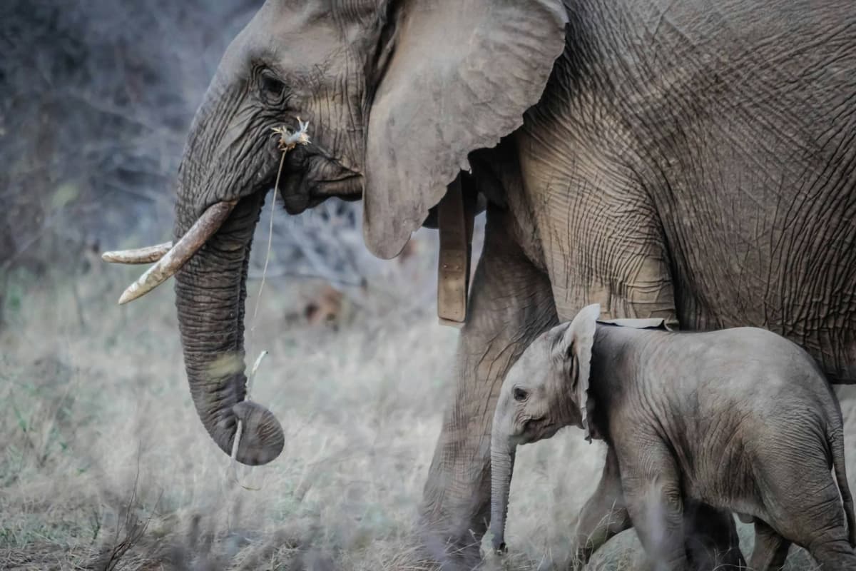 A large African elephant