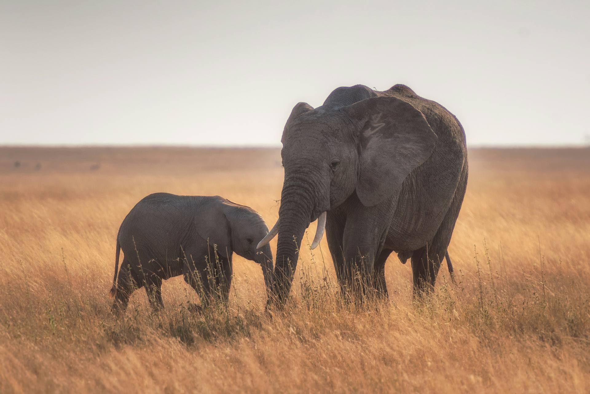 Elephants drinking at a waterhole