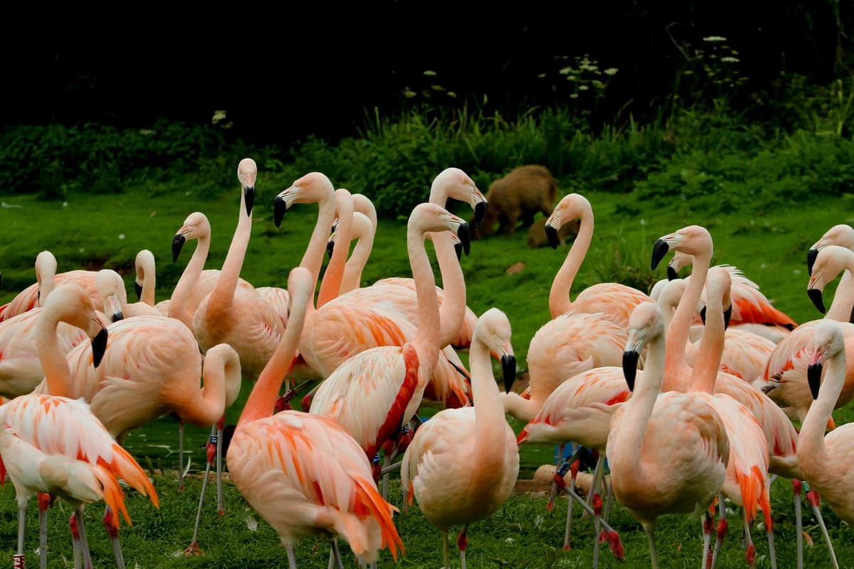 A flock of flamingos in a lake
