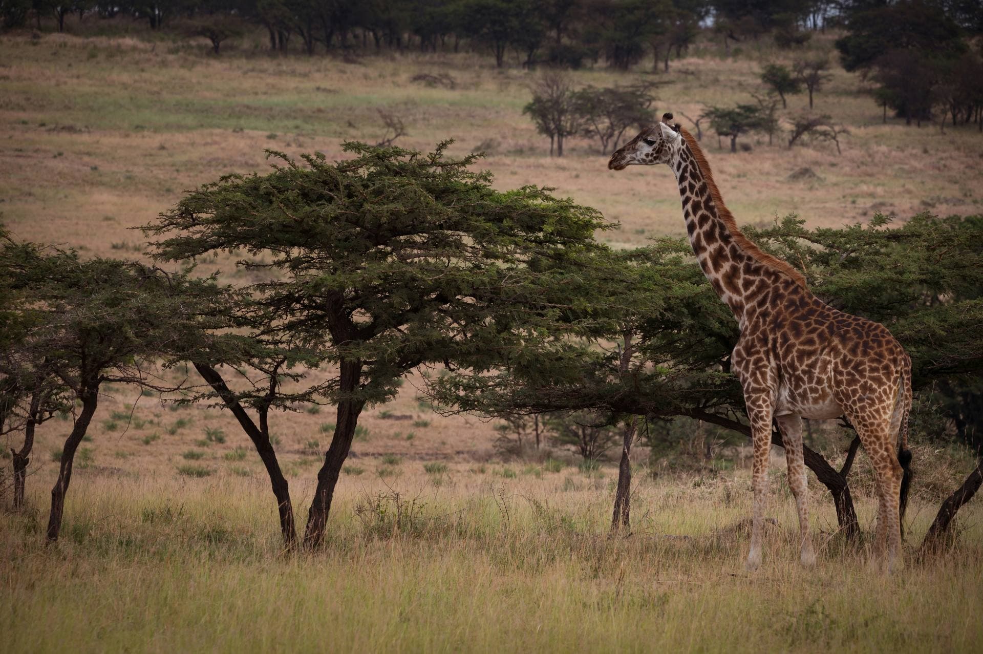 Giraffe feeding in Arusha