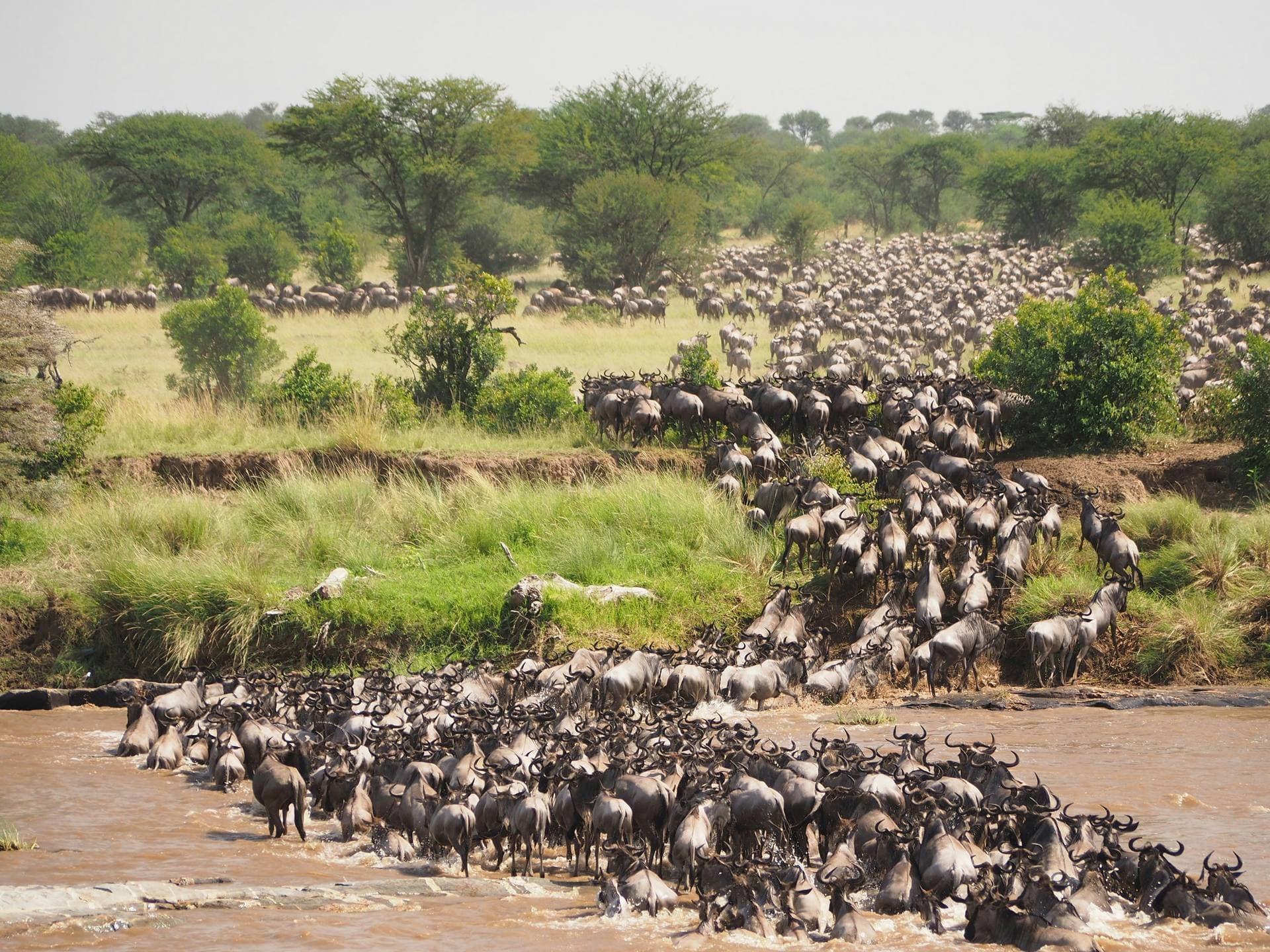 Wildebeest crossing during the Great Migration