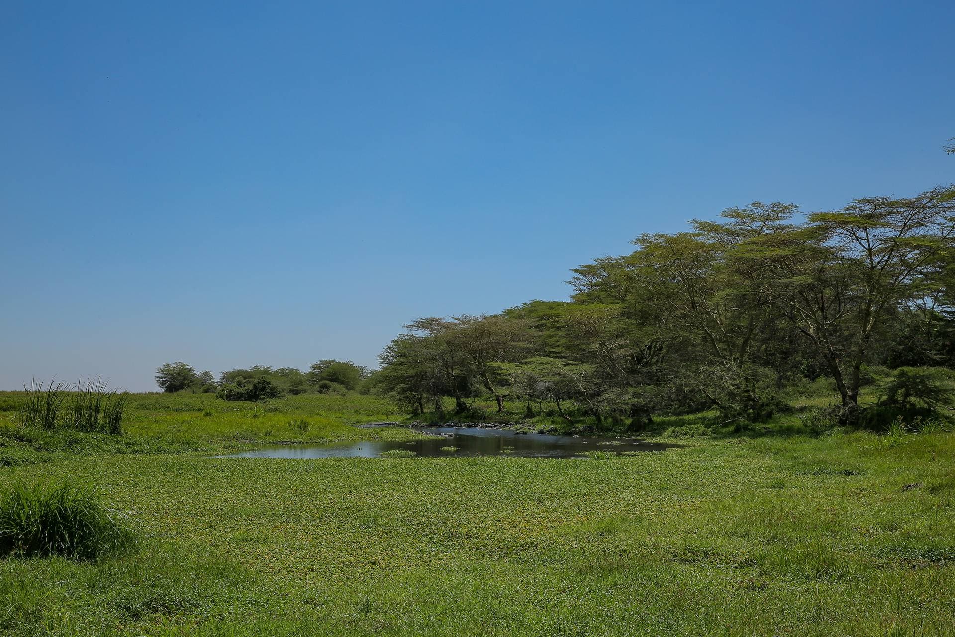 Lush green landscape of the Serengeti during the rainy season