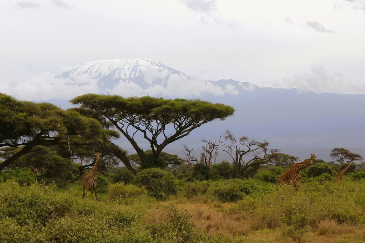 Marangu huts on Kilimanjaro
