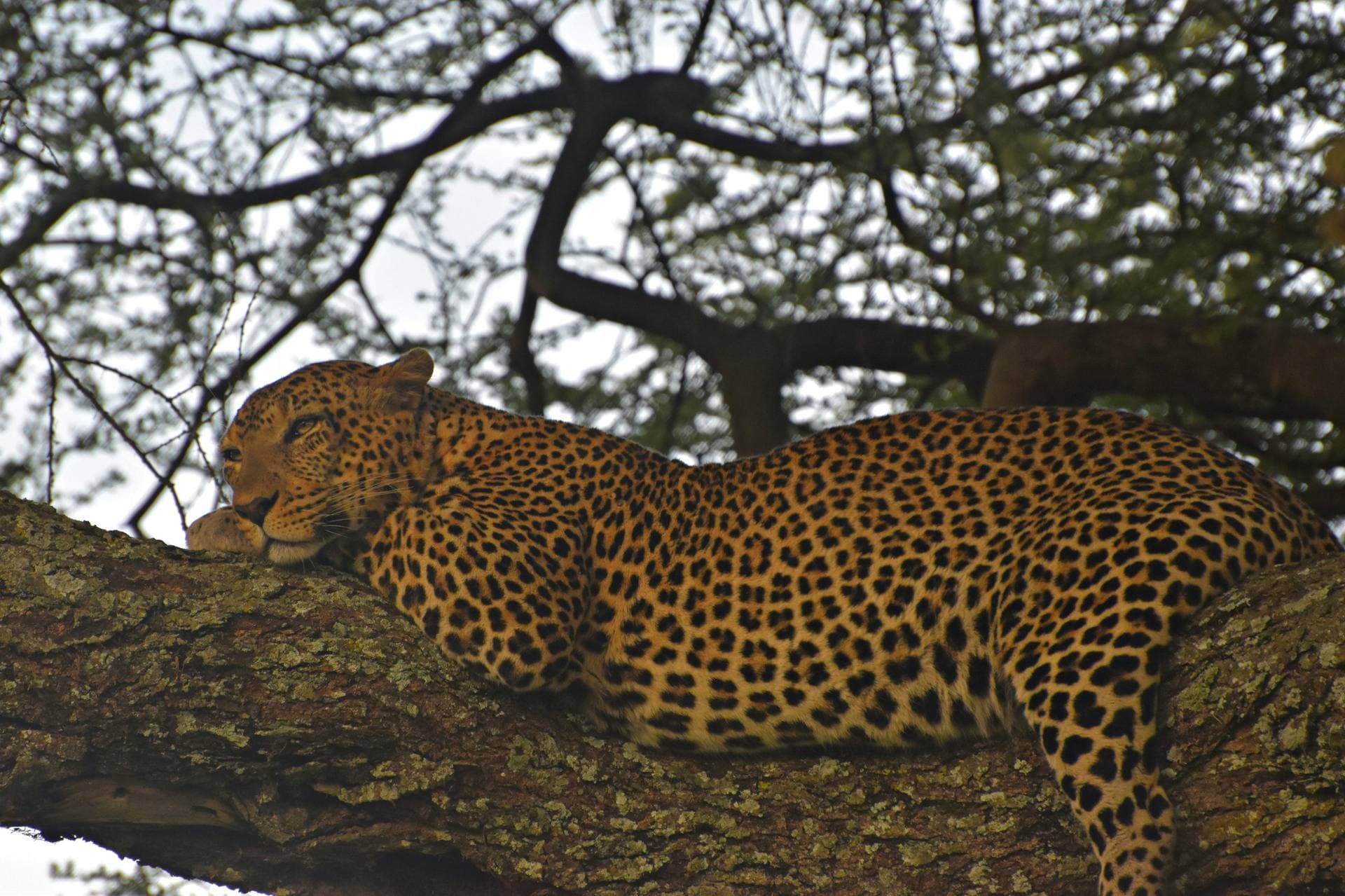 Leopard resting on a tree branch in Tanzania