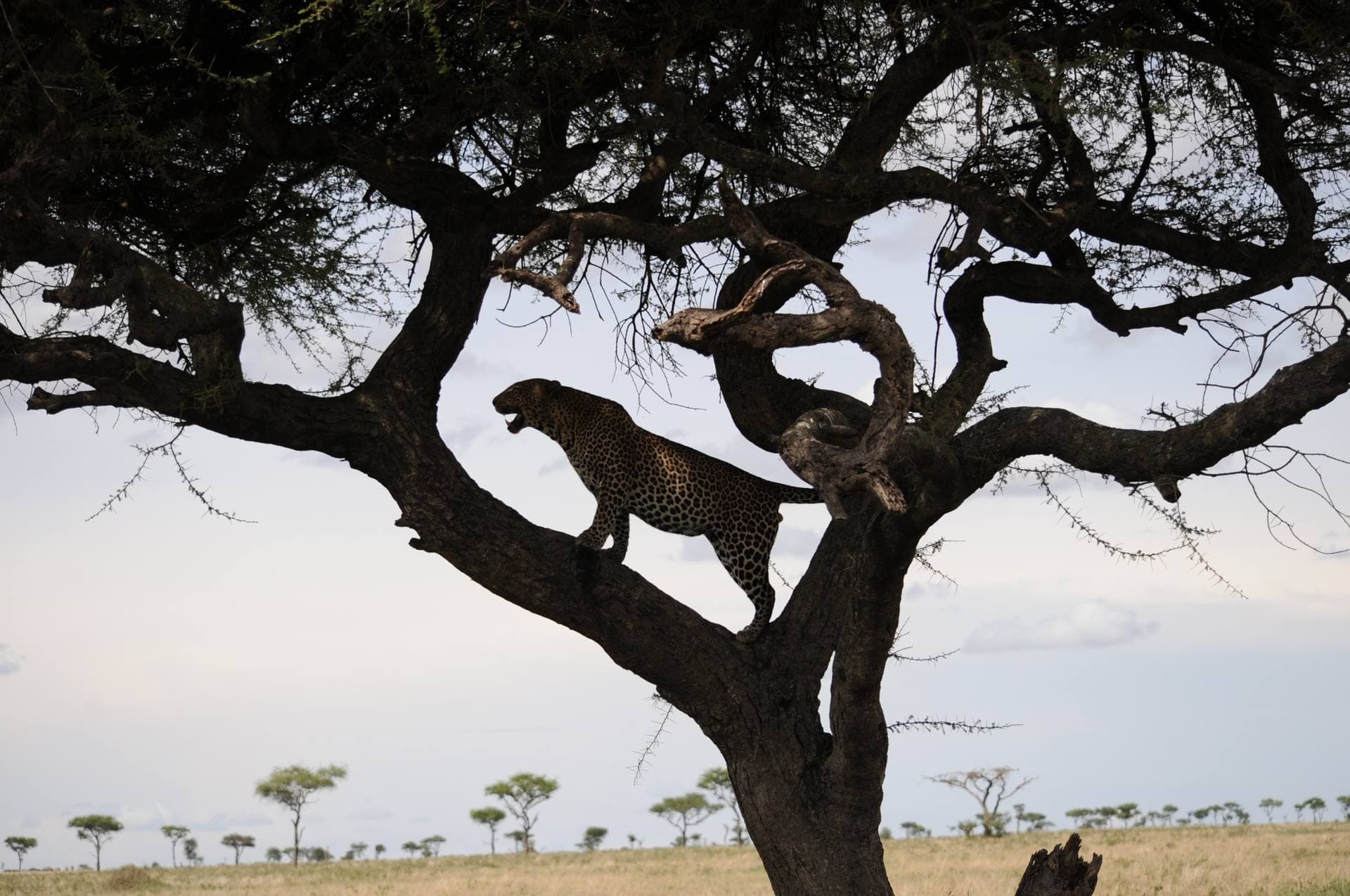 Travel Advice in Tanzania
