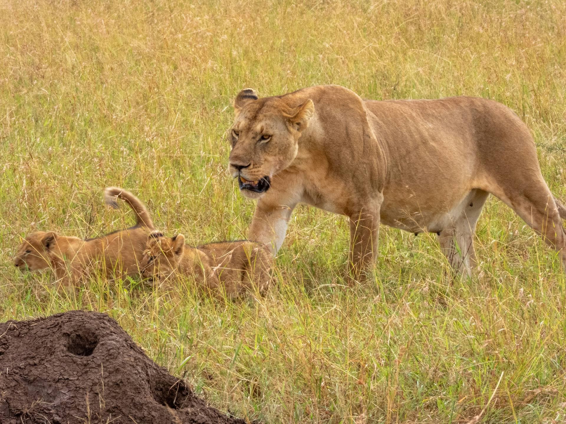 Lioness guiding her cubs in the Serengeti