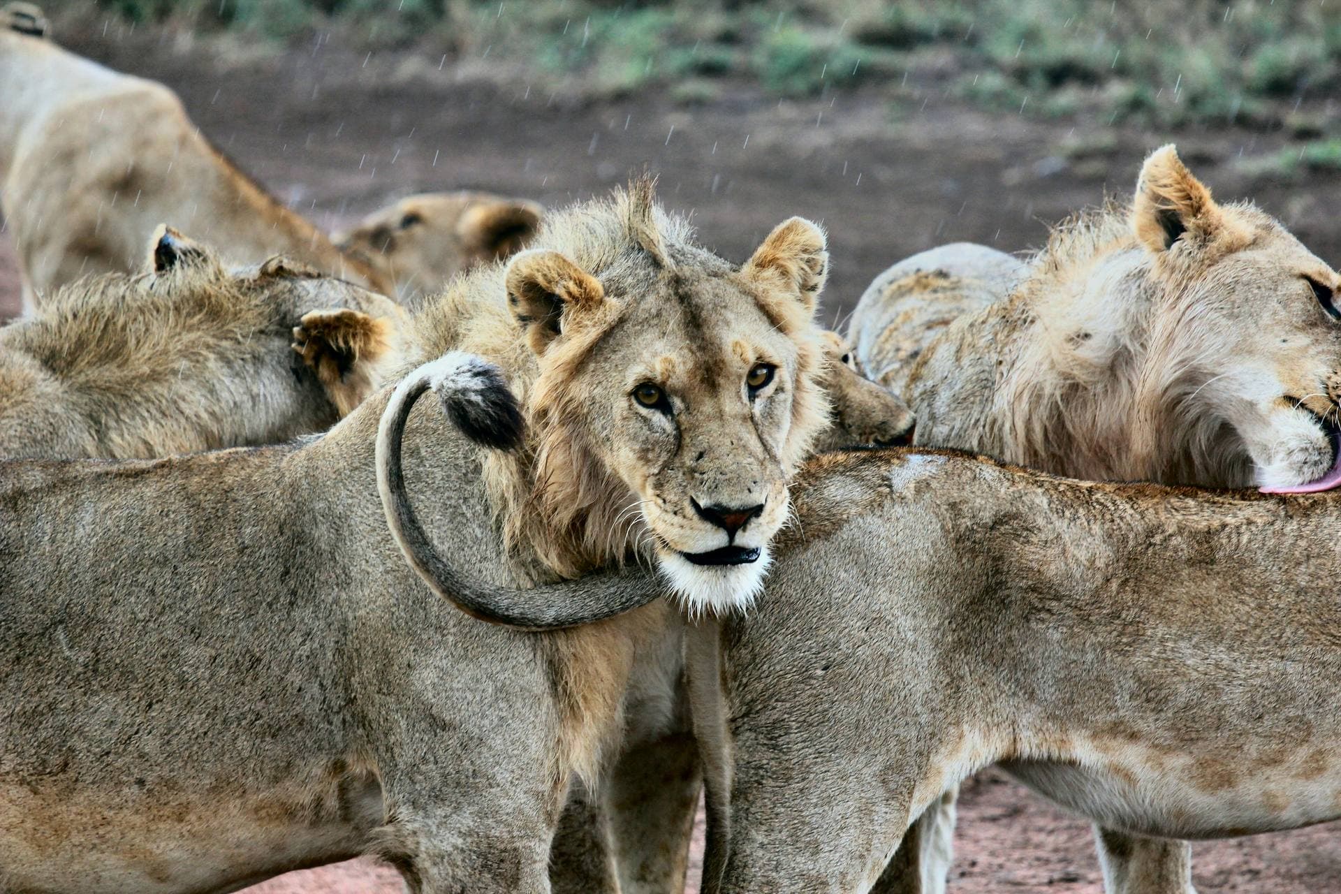 Lion Pride in Serengeti National Park