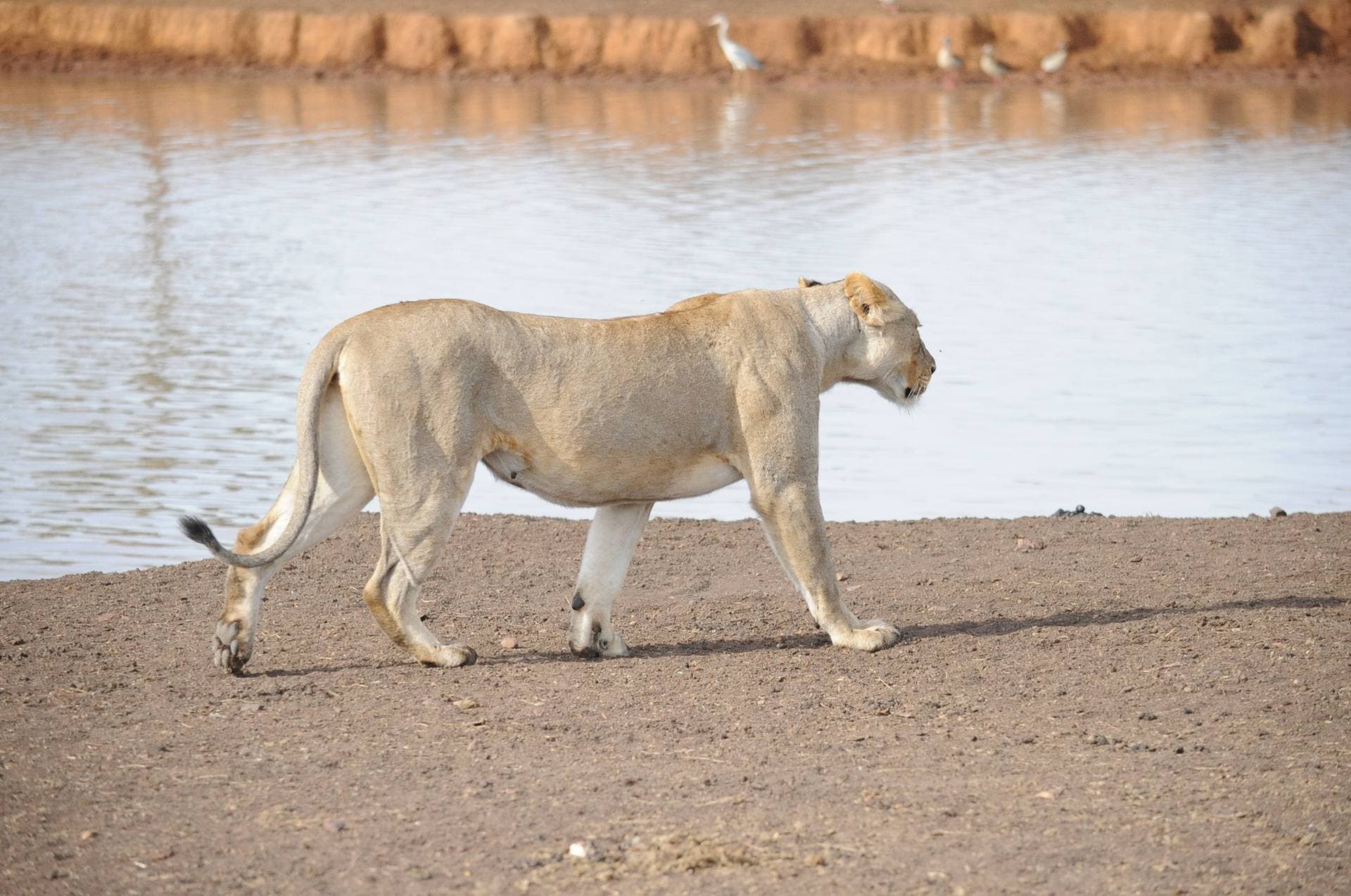 Lioness walking through Tanzania's grasslands