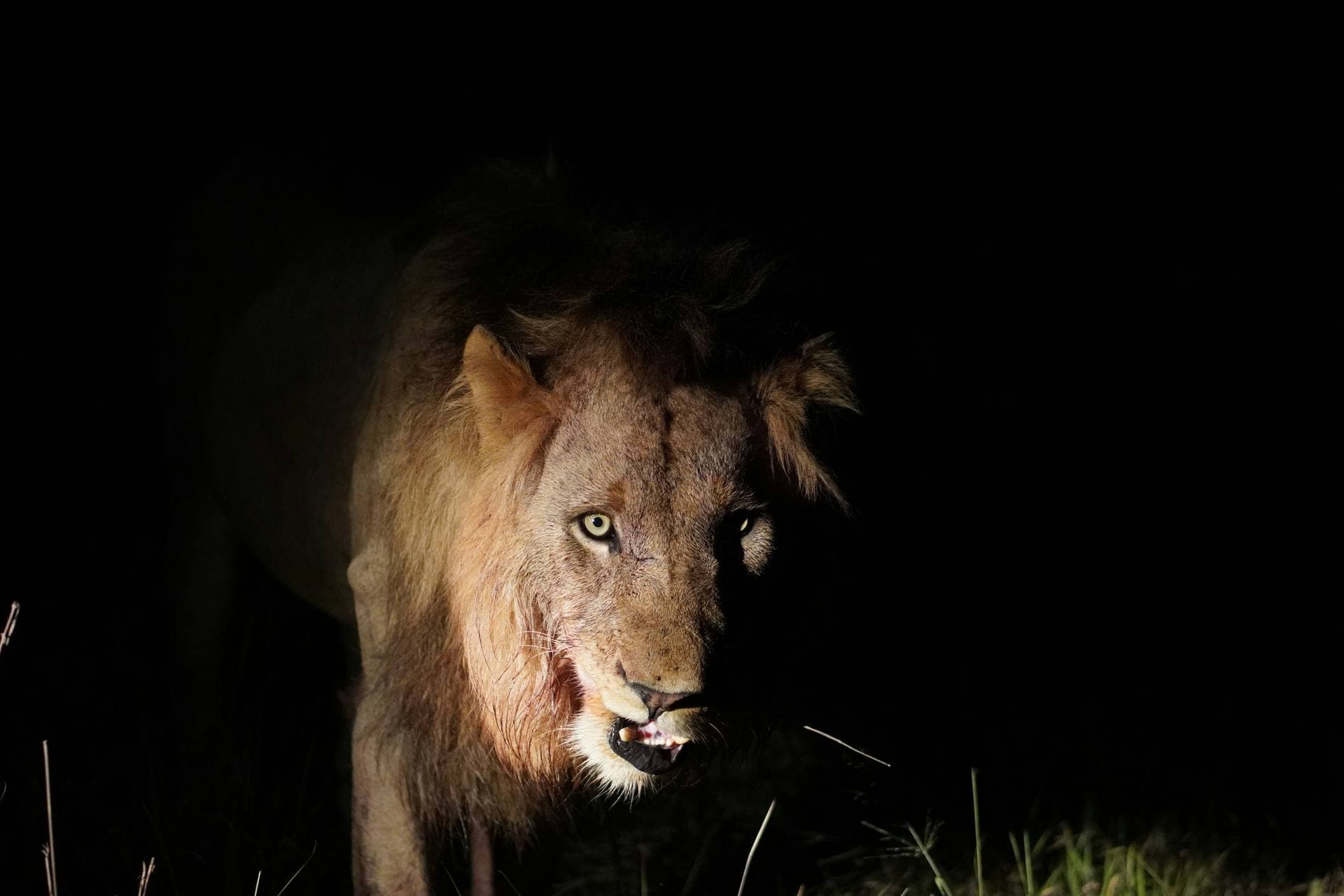 Spotlight scanning during a night game drive