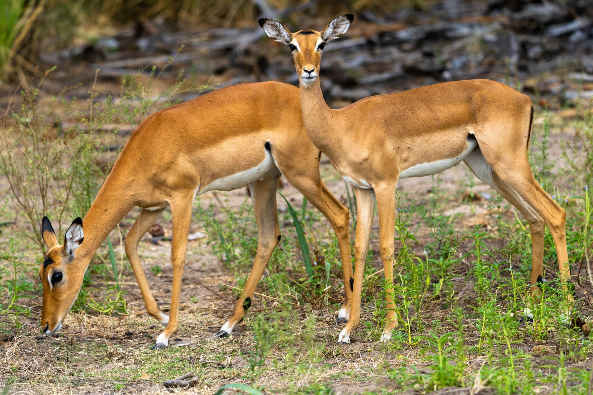 Selous & Nyerere National Park