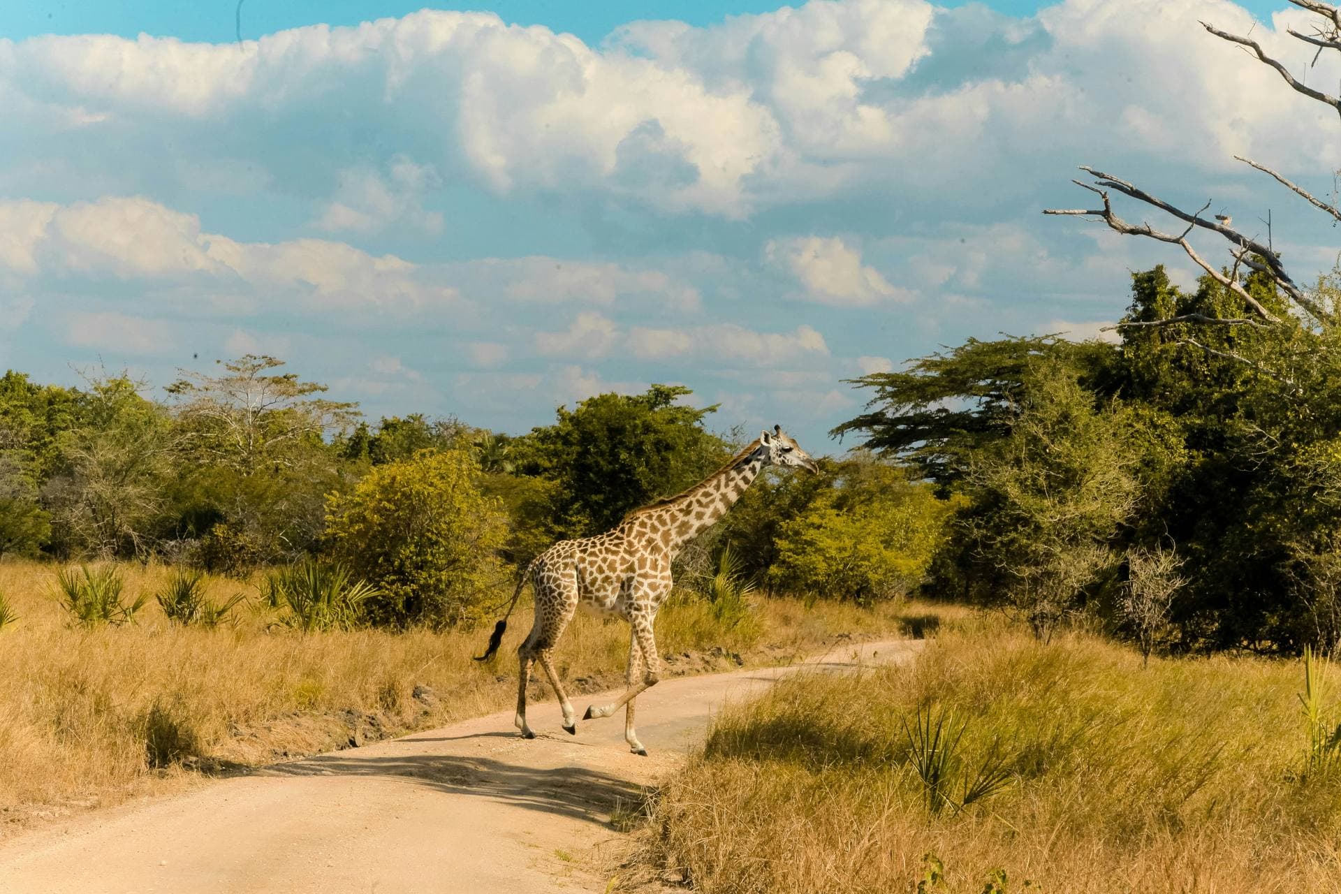 Saadani National Park