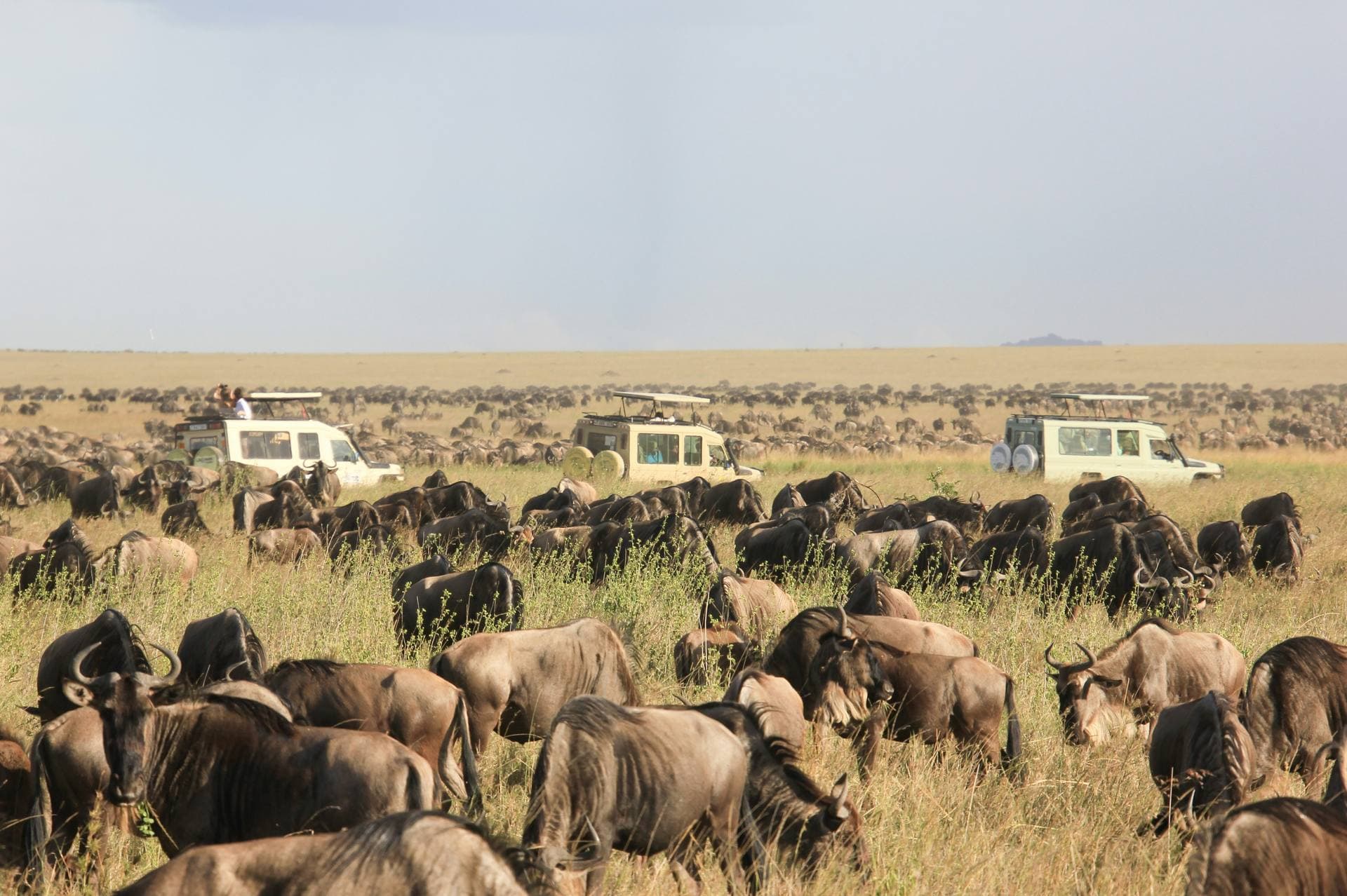 Vehicles overlooking the Serengeti migration