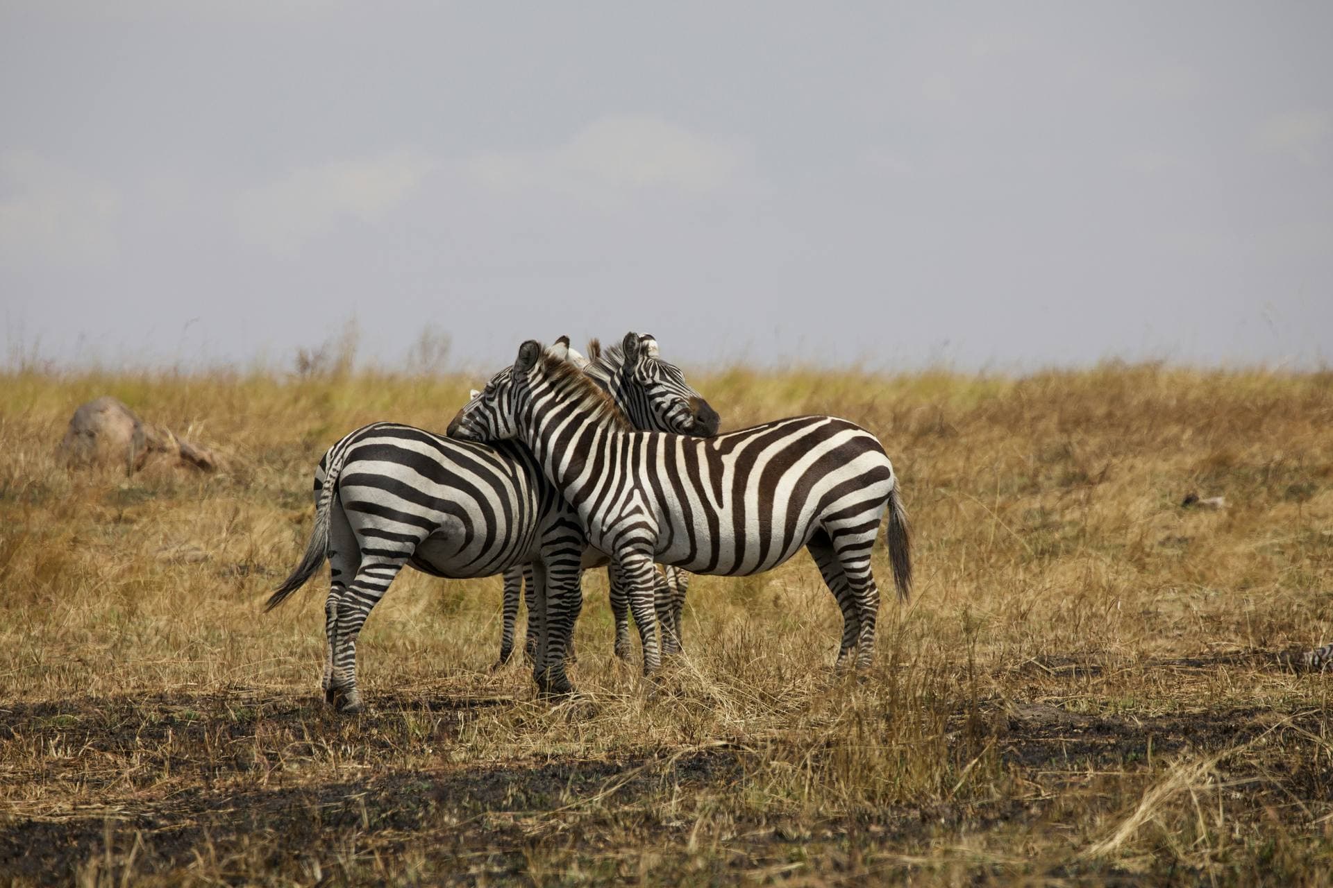 Two zebras standing alert on the Serengeti plains