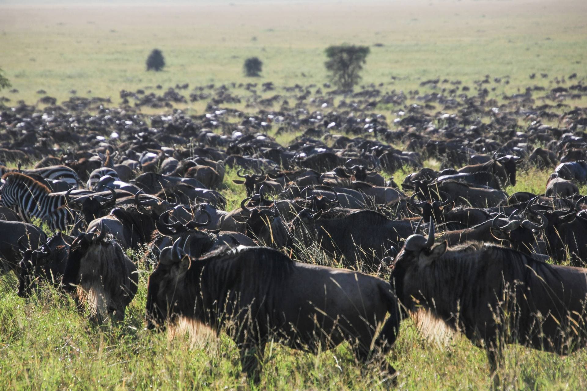 Travelers watching the Great Migration from a shared safari vehicle