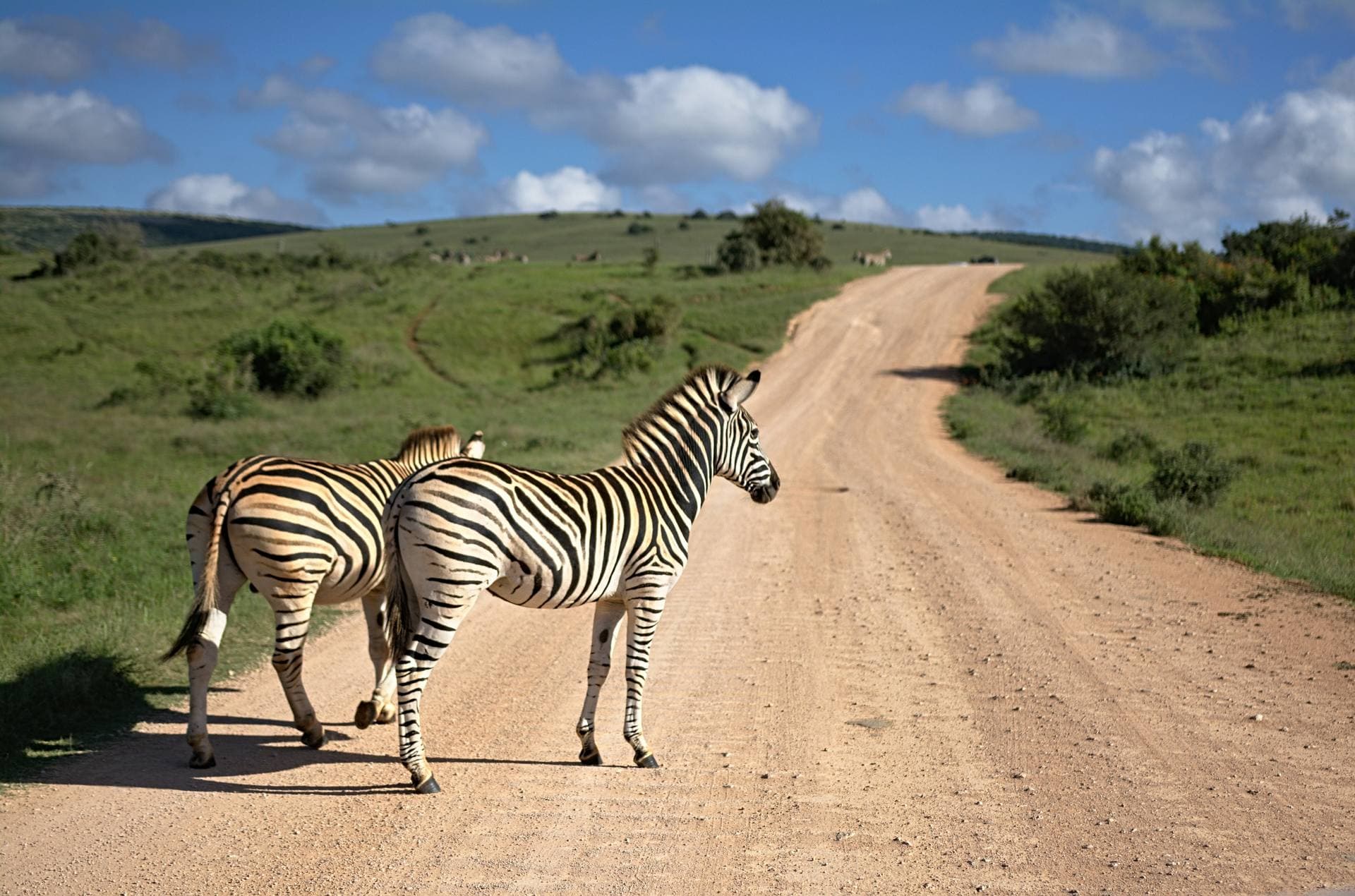 Zebras strolling in the Serengeti