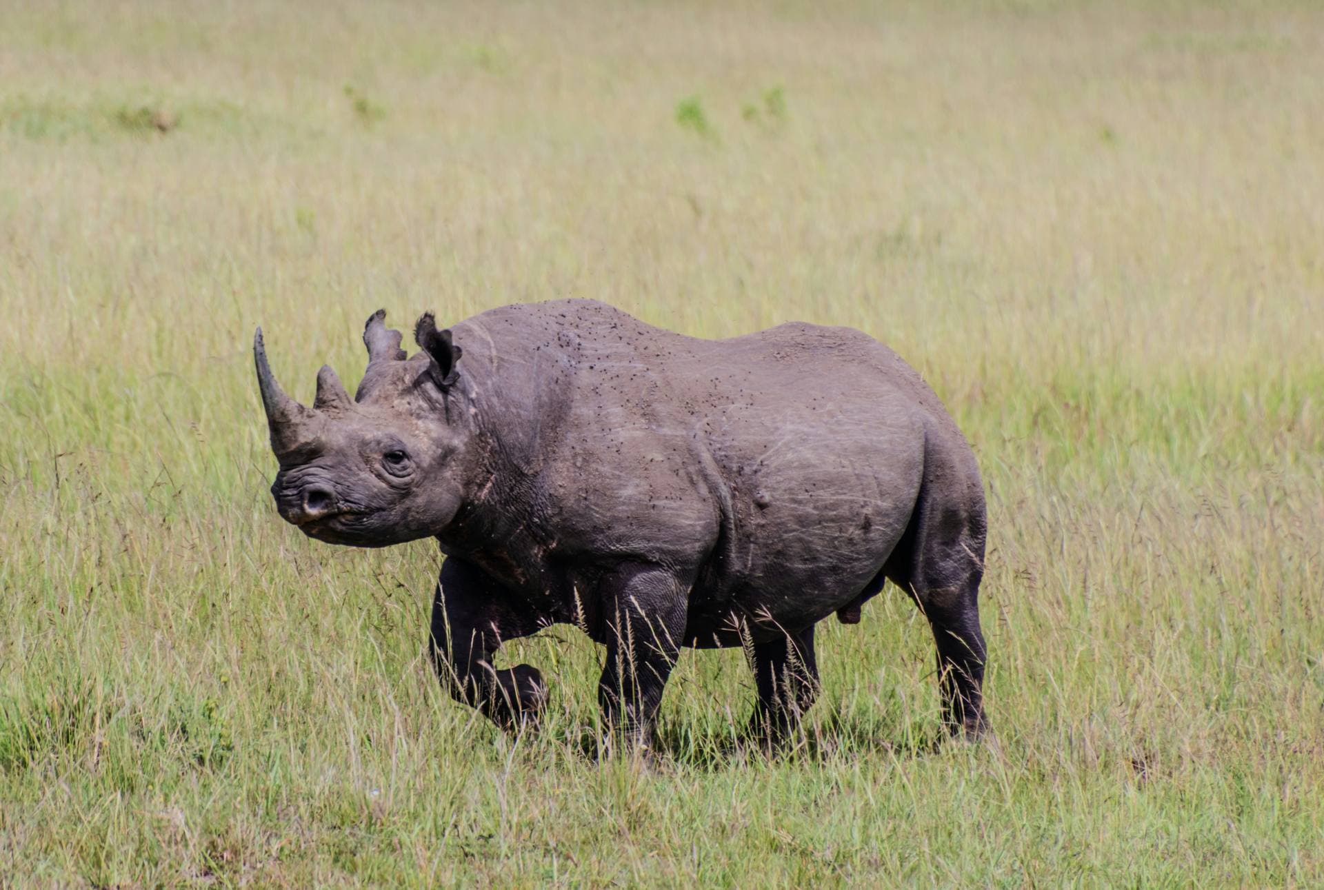 Black rhinoceros in Mkomazi National Park with Mount Kilimanjaro in background