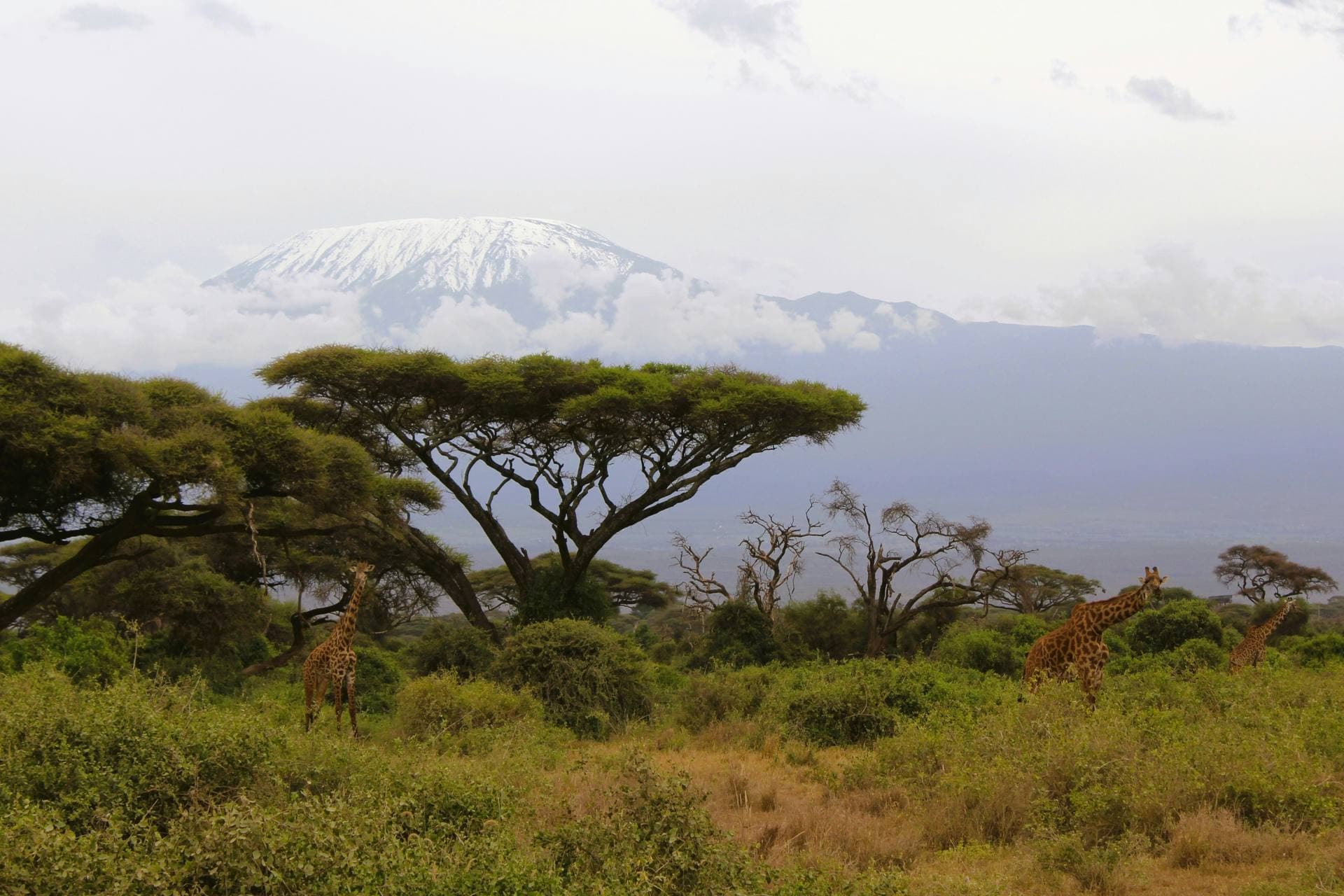Mount Kilimanjaro National Park