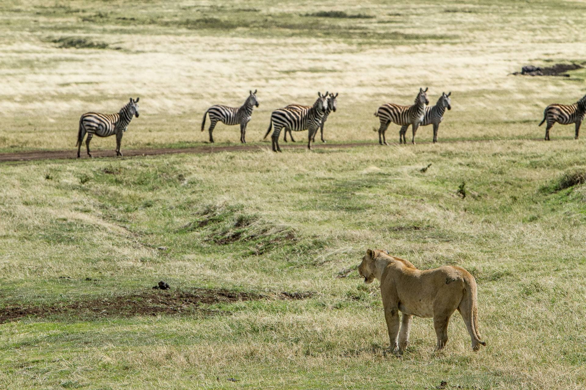 Lion and zebras in Ngorongoro Crater