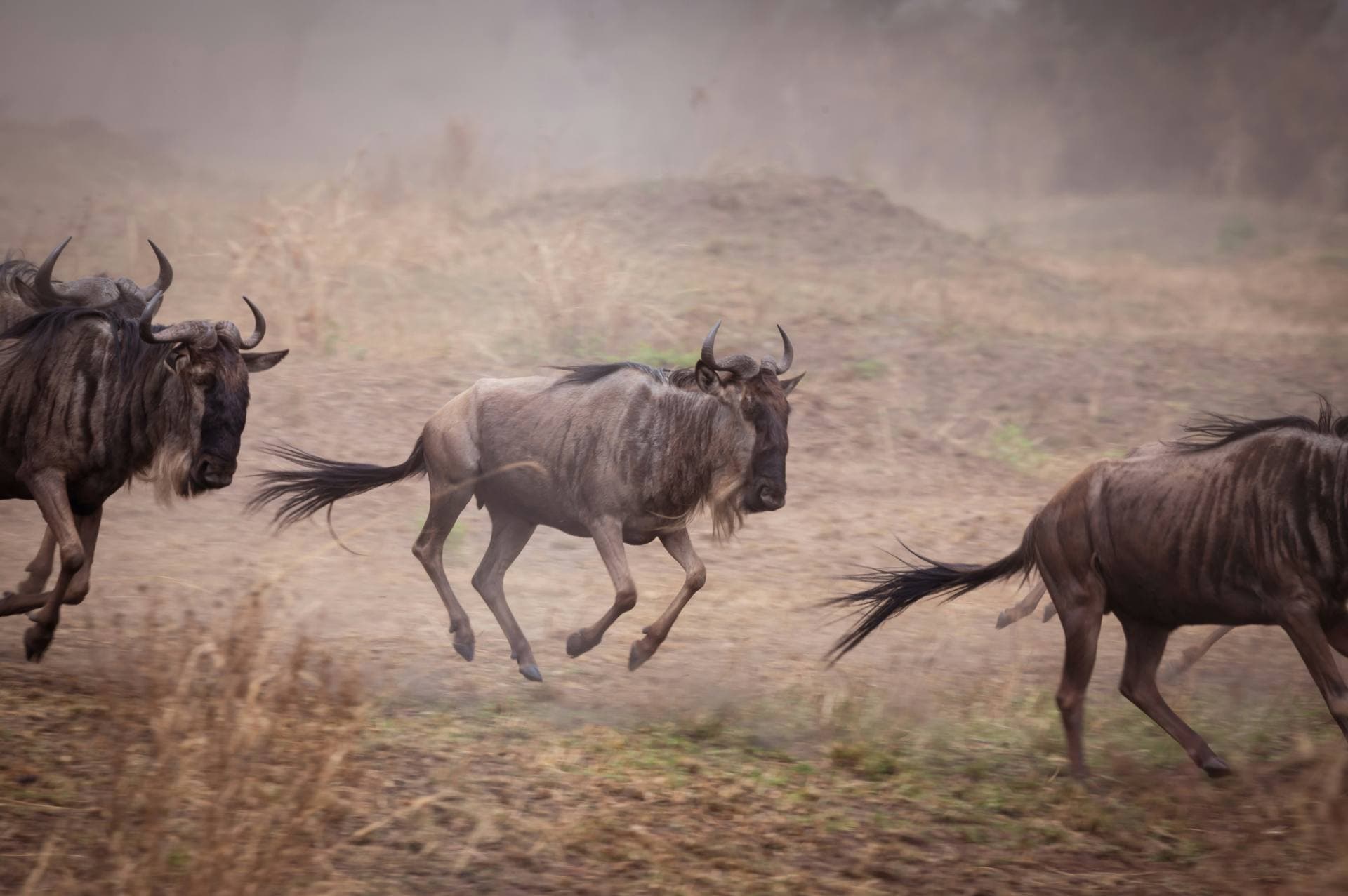 Wildebeest migration in Serengeti