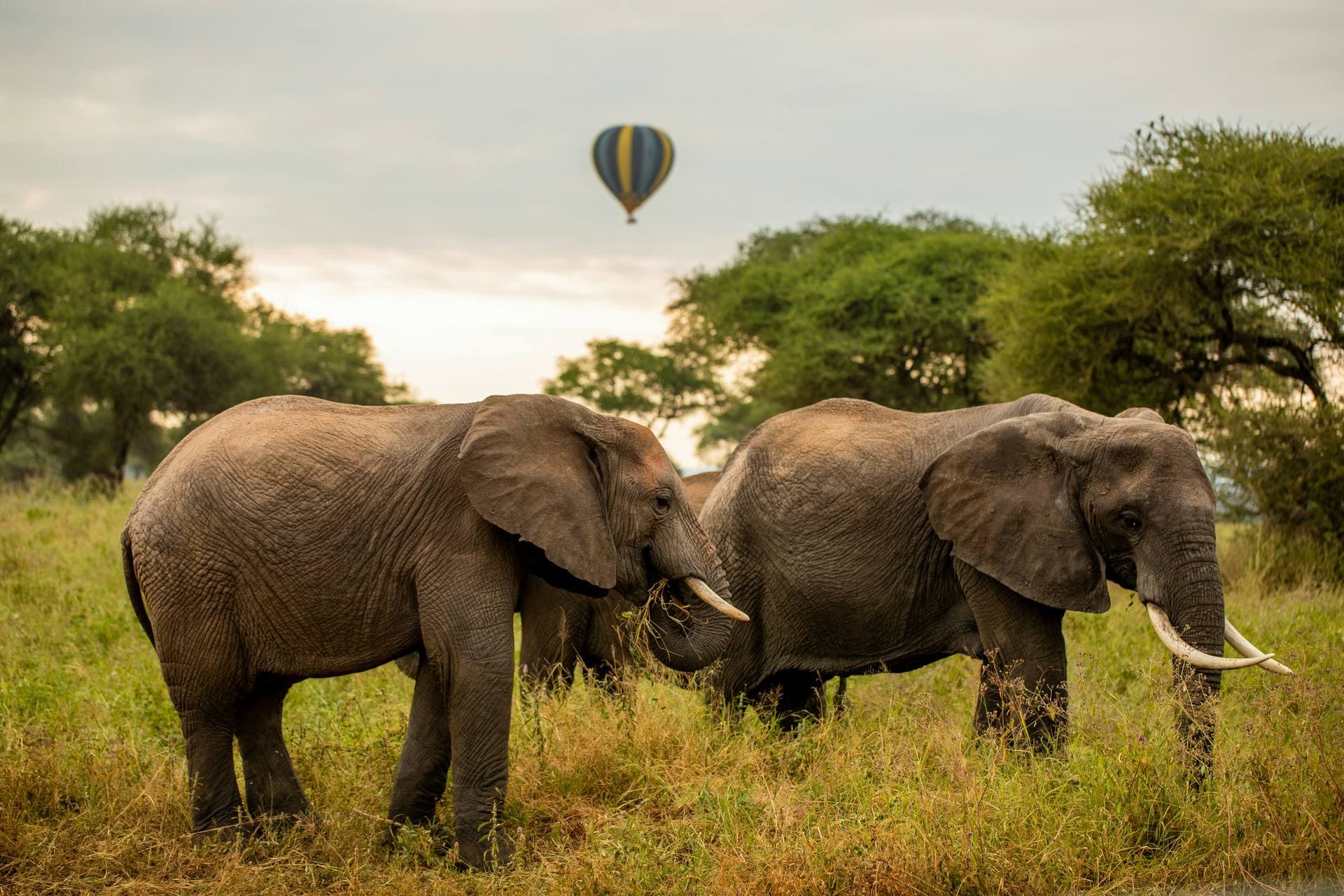 Majestic Elephant in Tarangire National Park