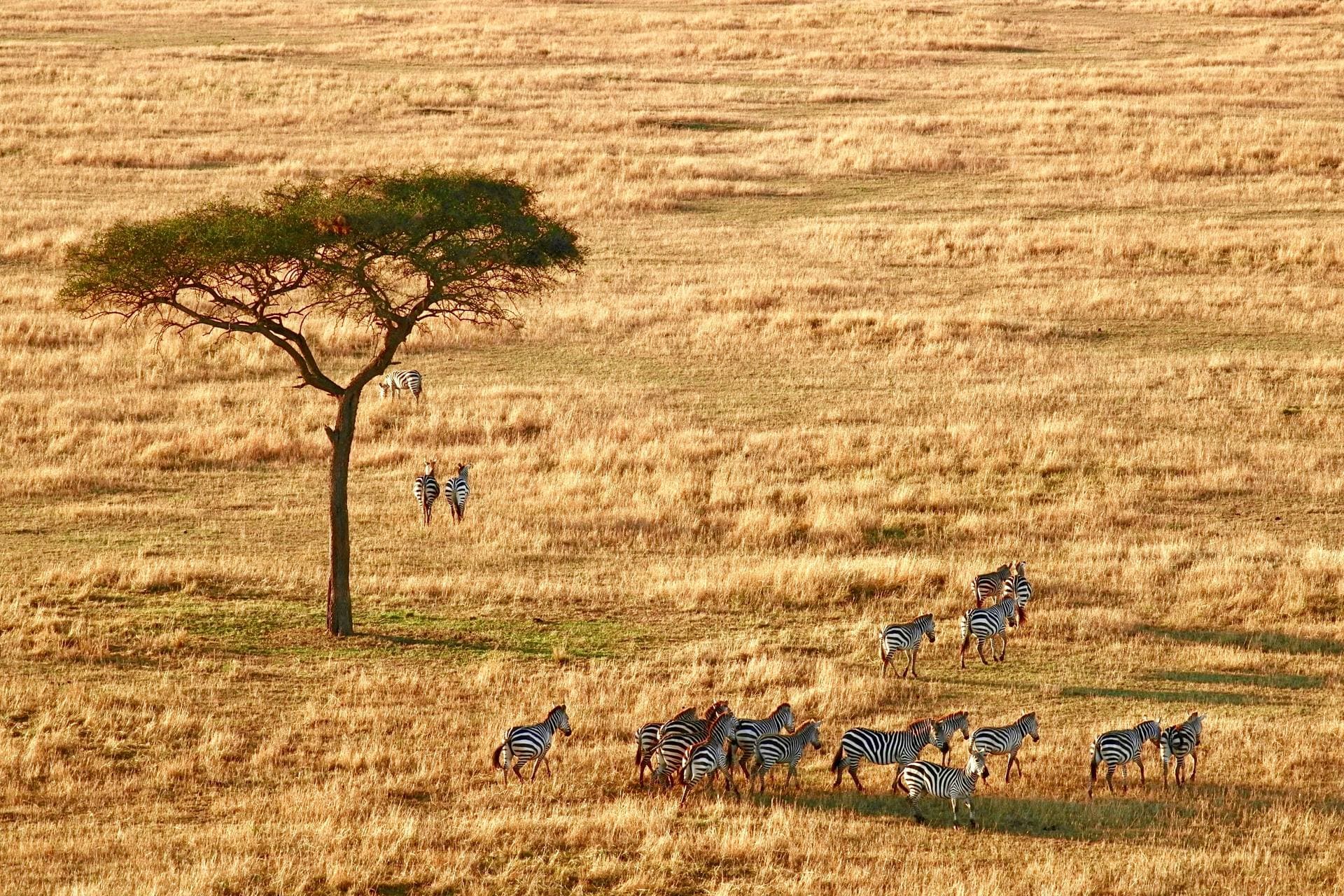 Serengeti landscape with acacia trees