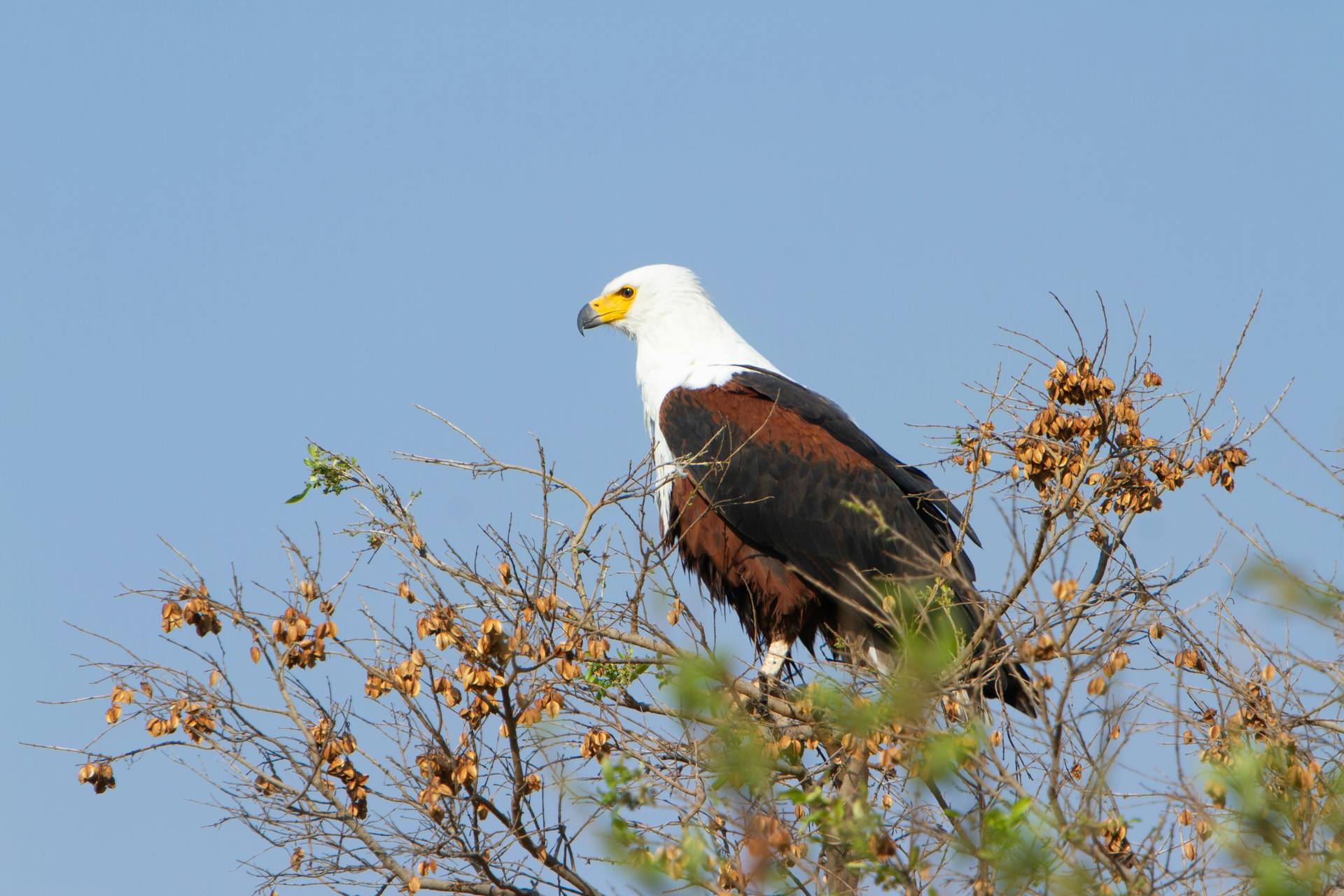 An African fish eagle by the water