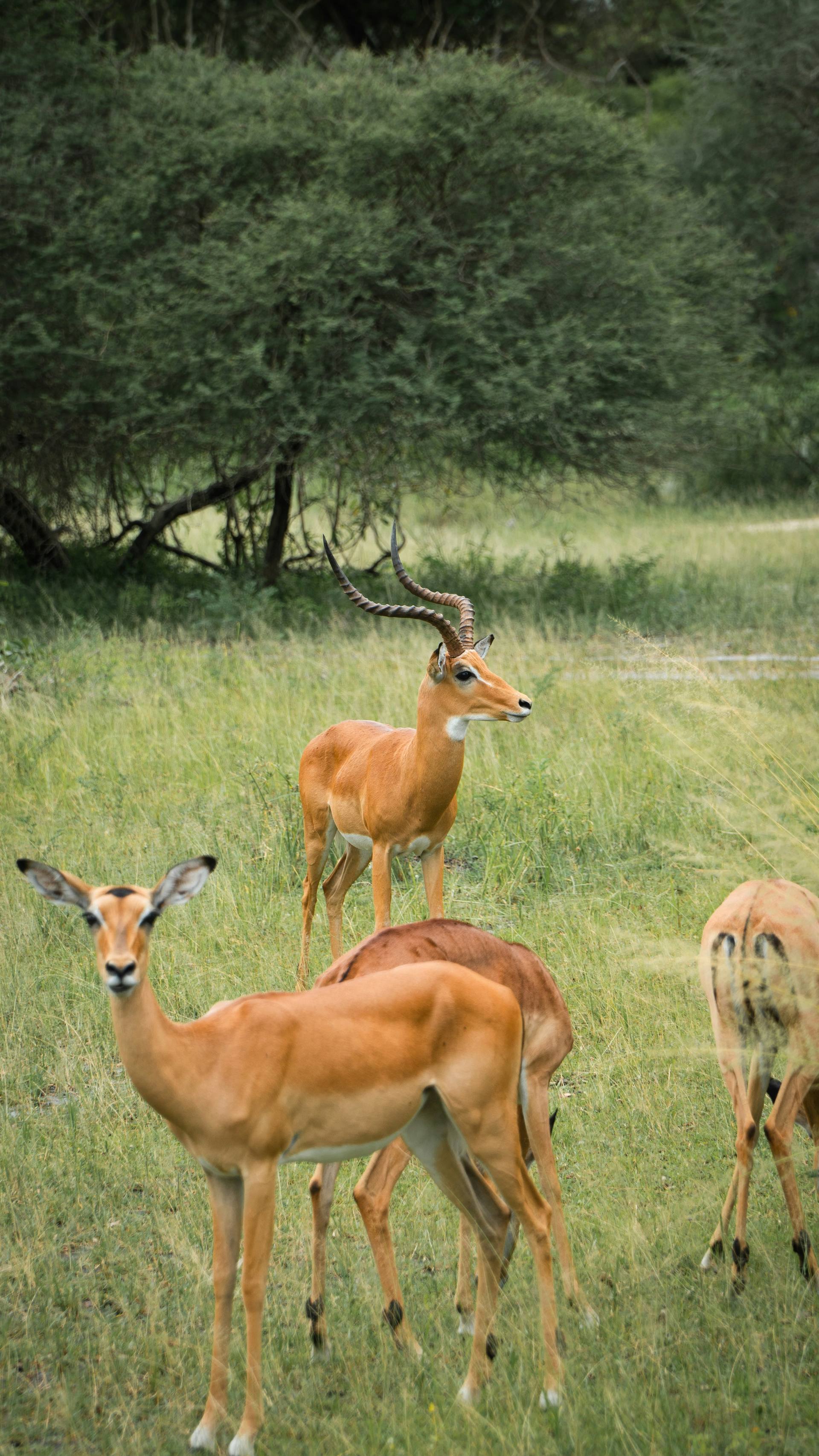 Tanzania wildlife and birds