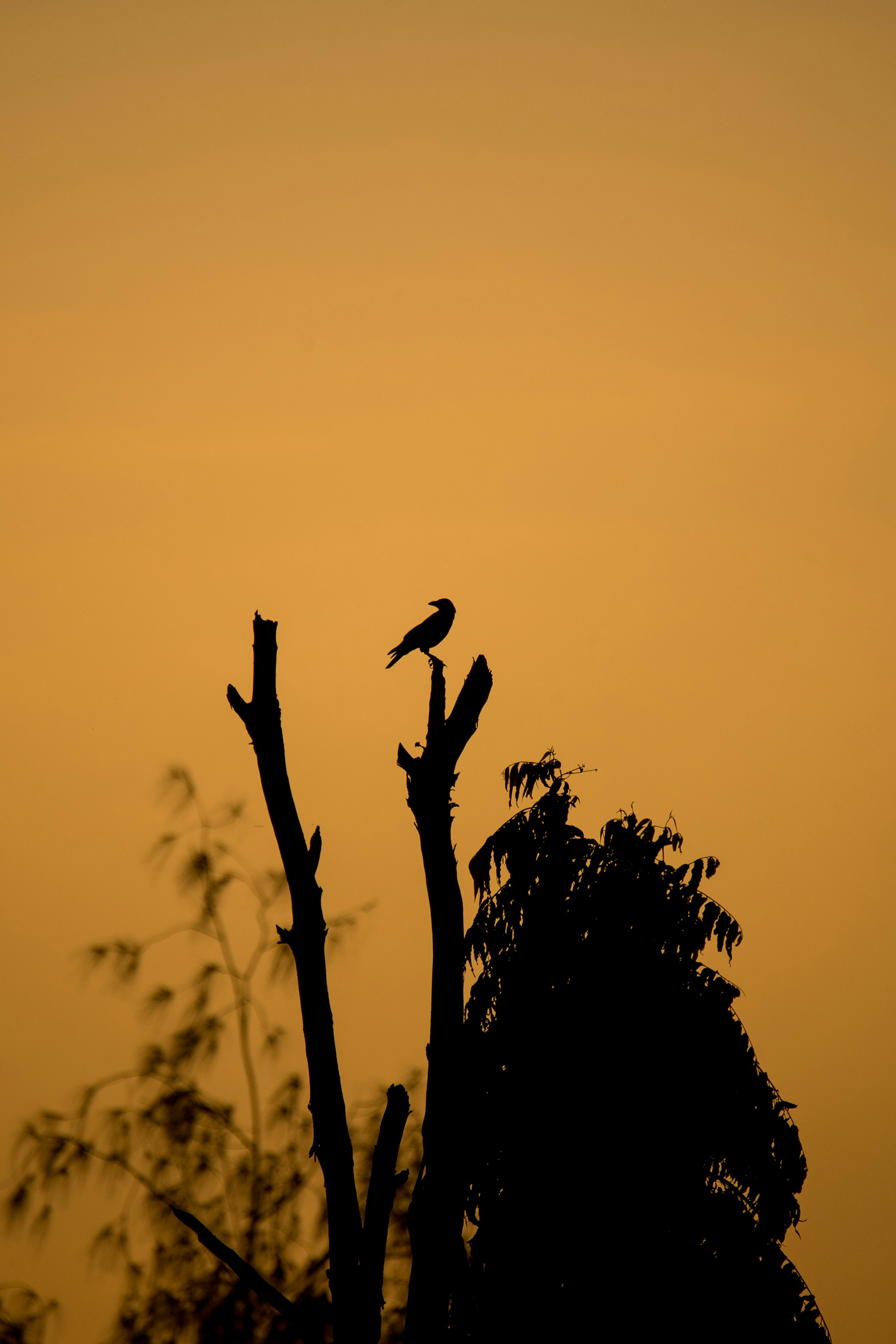 Unique bird species in Tanzania