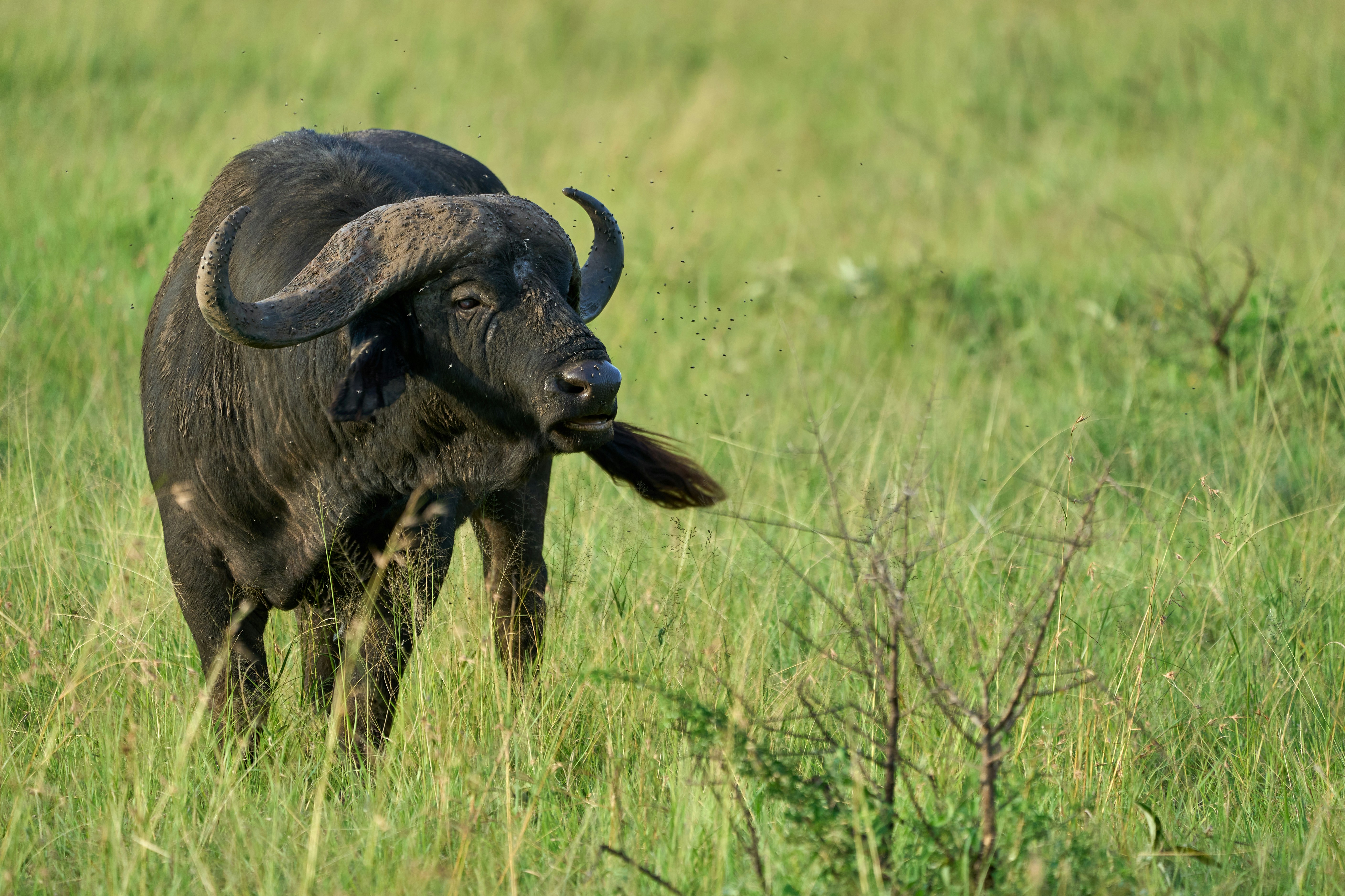 Day Trips and One-Day Safaris in Tanzania