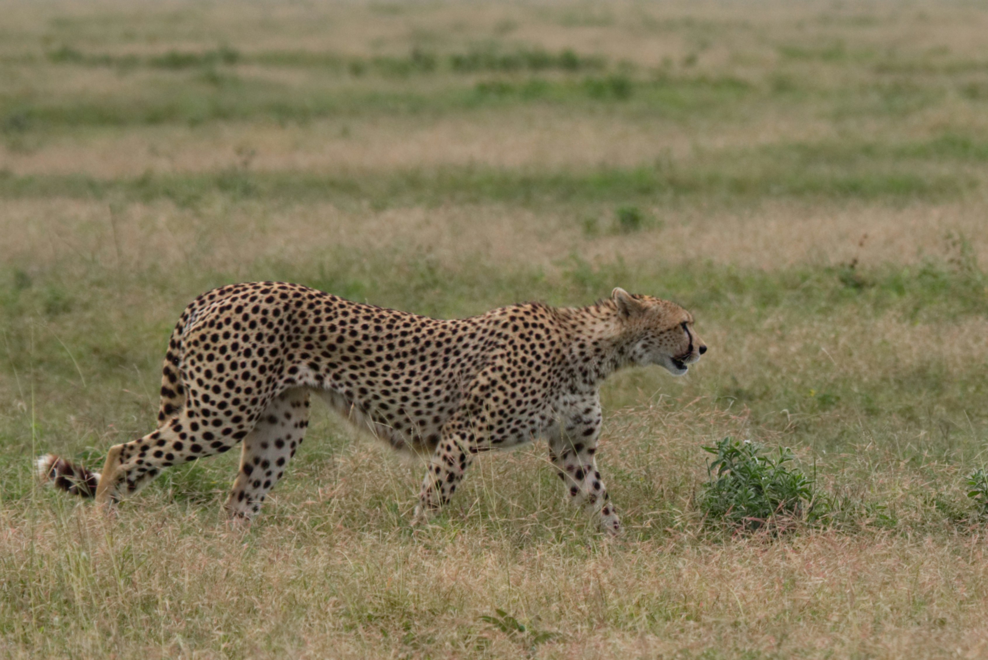Cheetah resting in Tanzania's grasslands