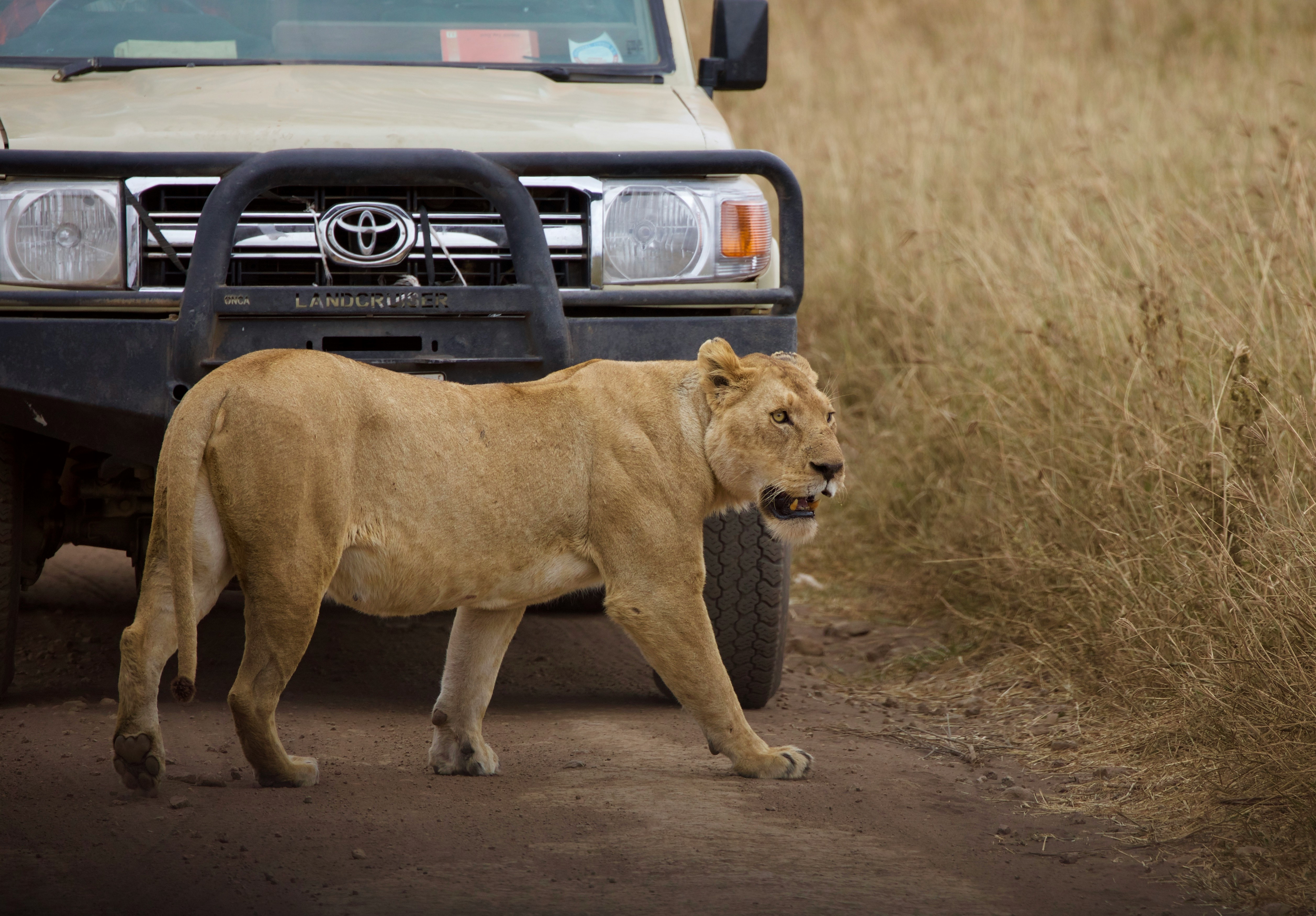 Safari vehicle on rough roads near a lion