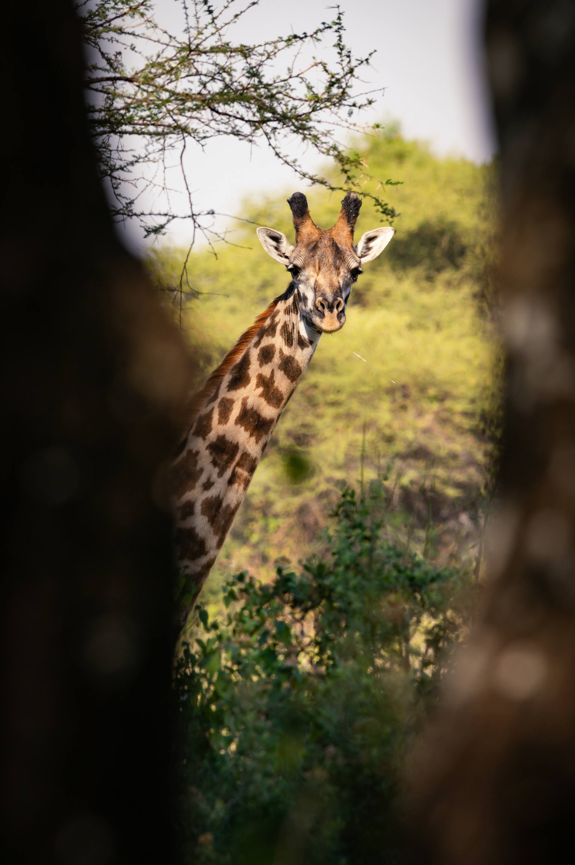 Giraffe in a lush, green landscape