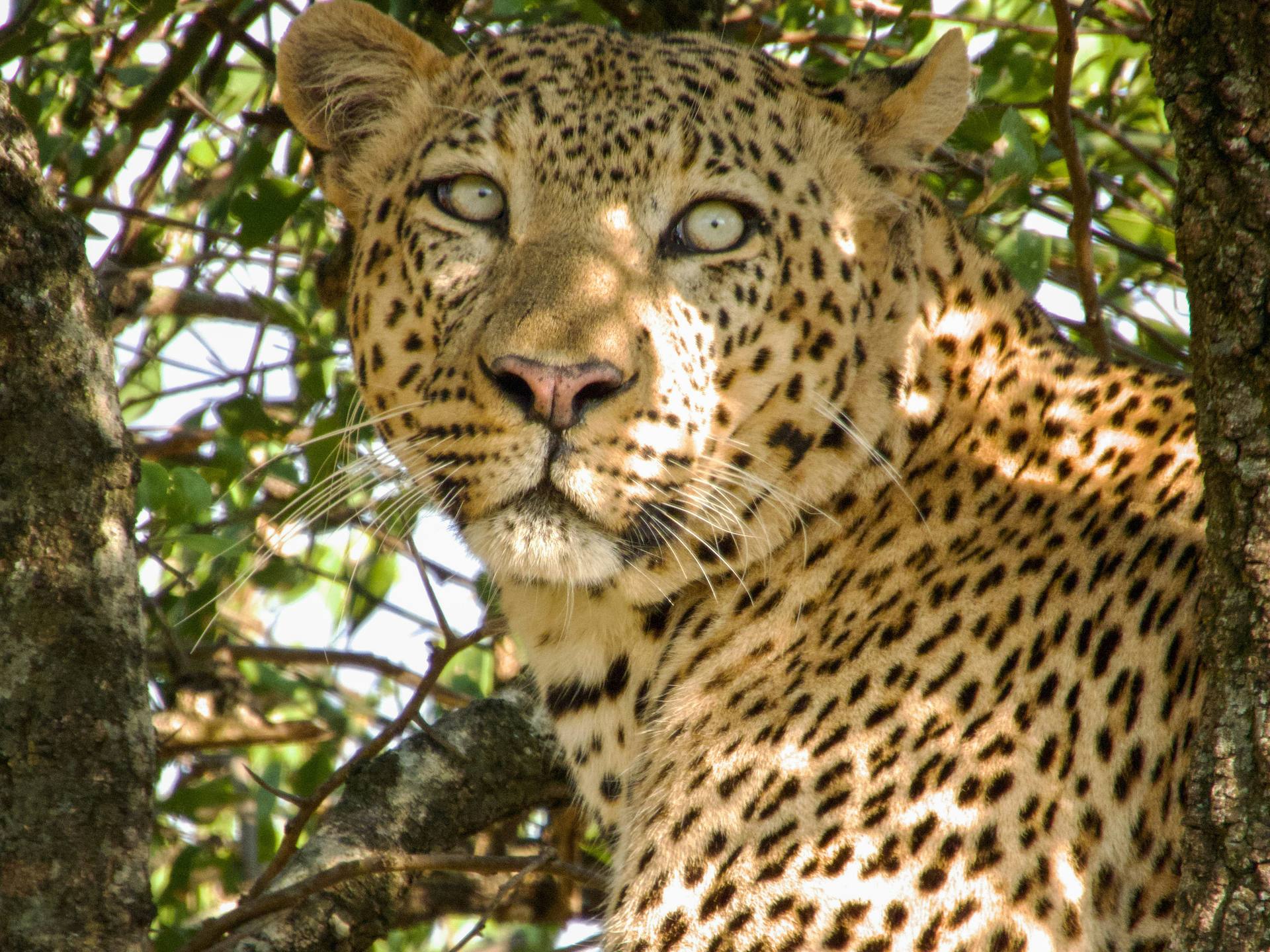 A leopard resting in a tree