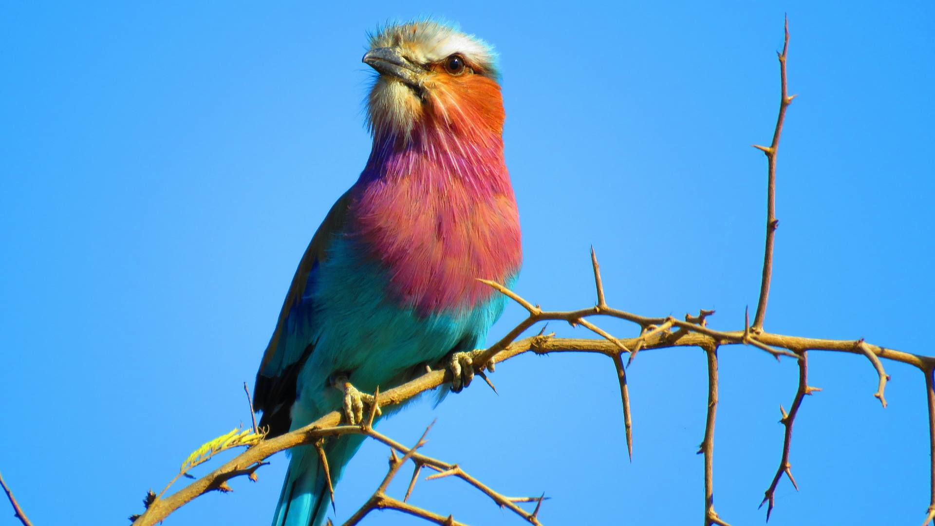 A colorful lilac-breasted roller
