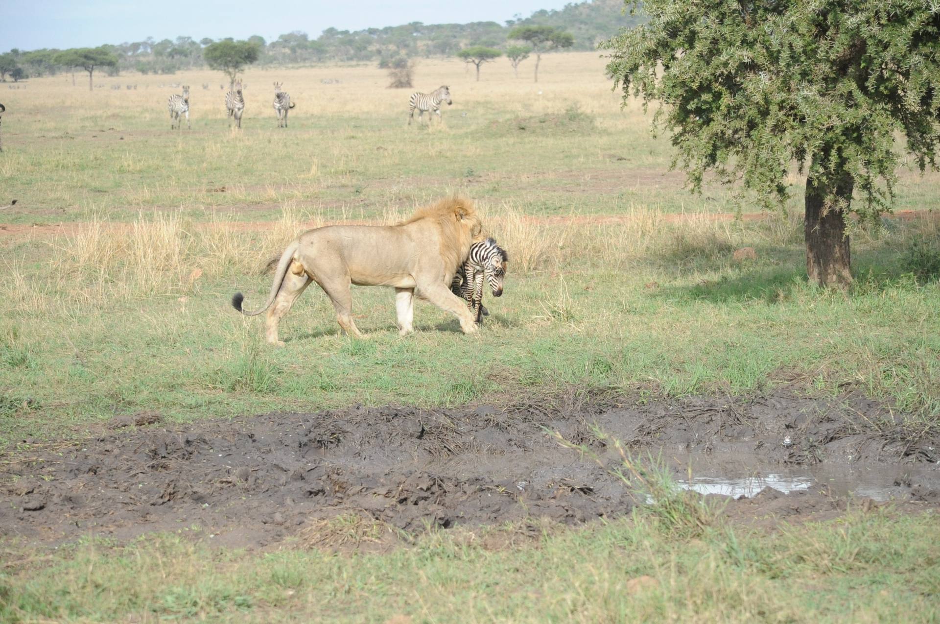 A male lion in the grass