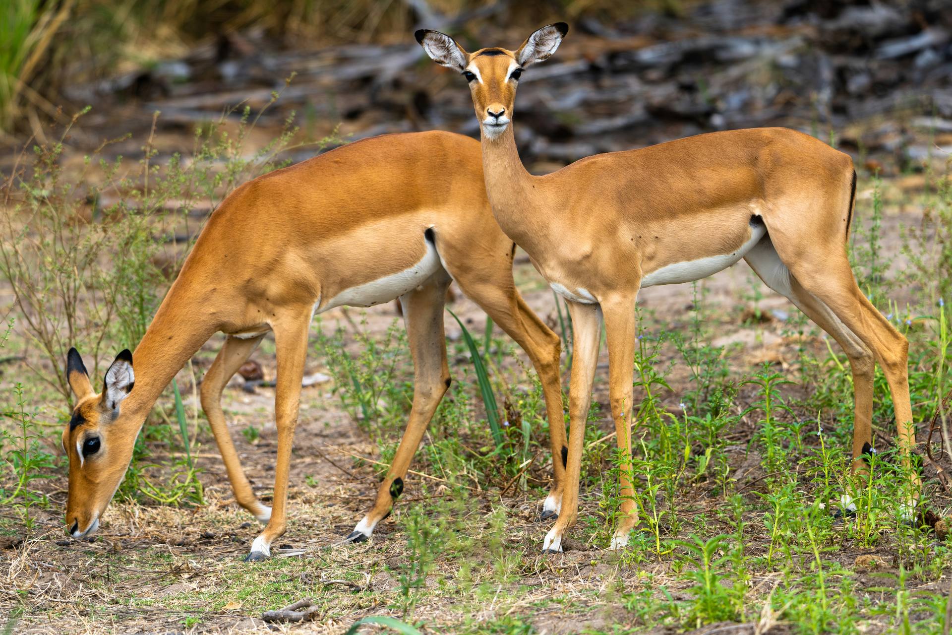Selous & Nyerere National Park