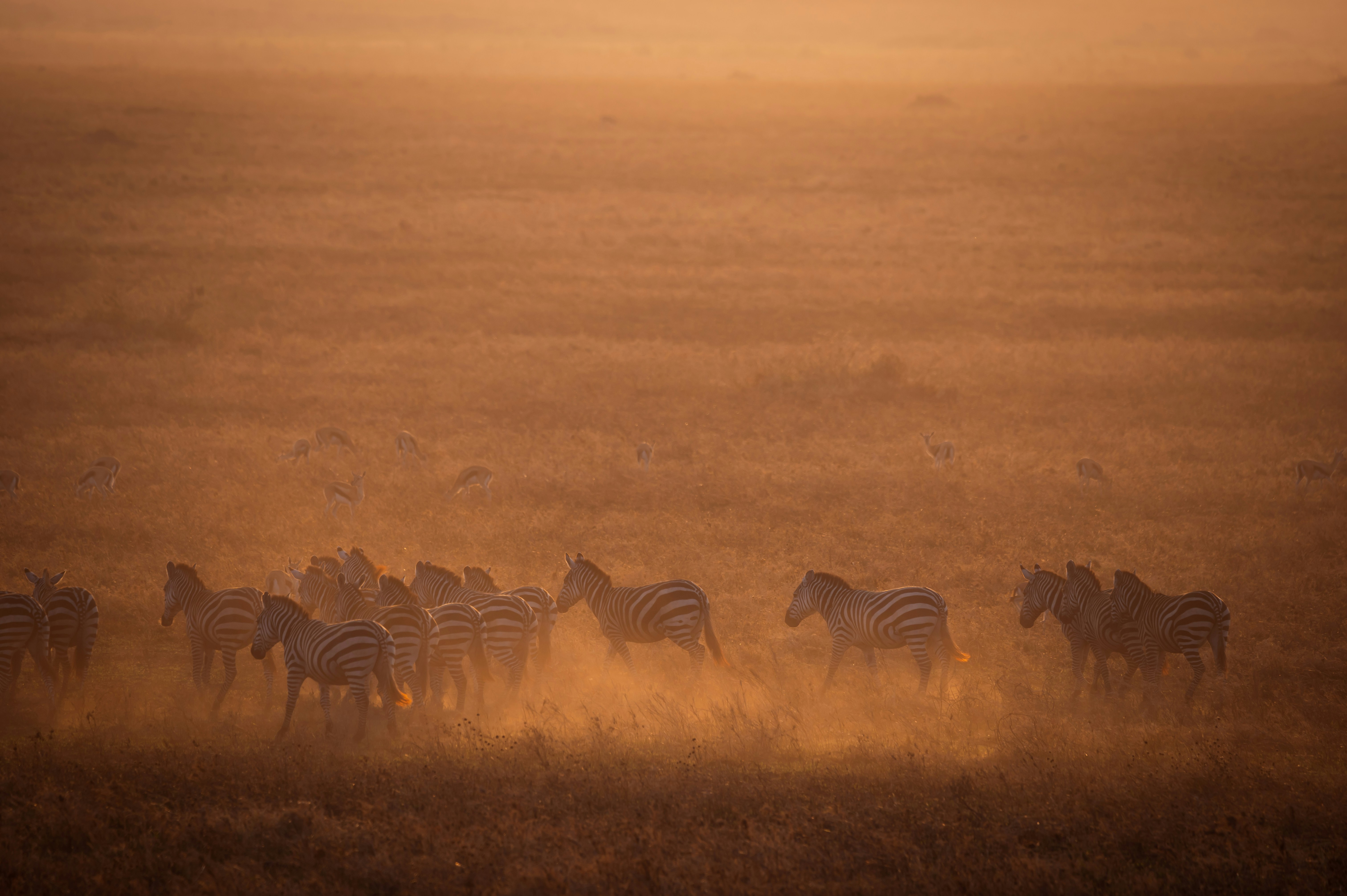 View of a serene savannah for private safaris