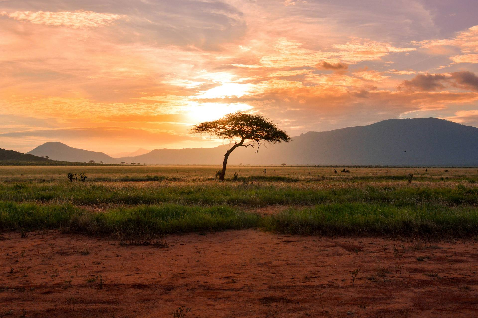 Stunning sunset over Serengeti plains with acacia trees