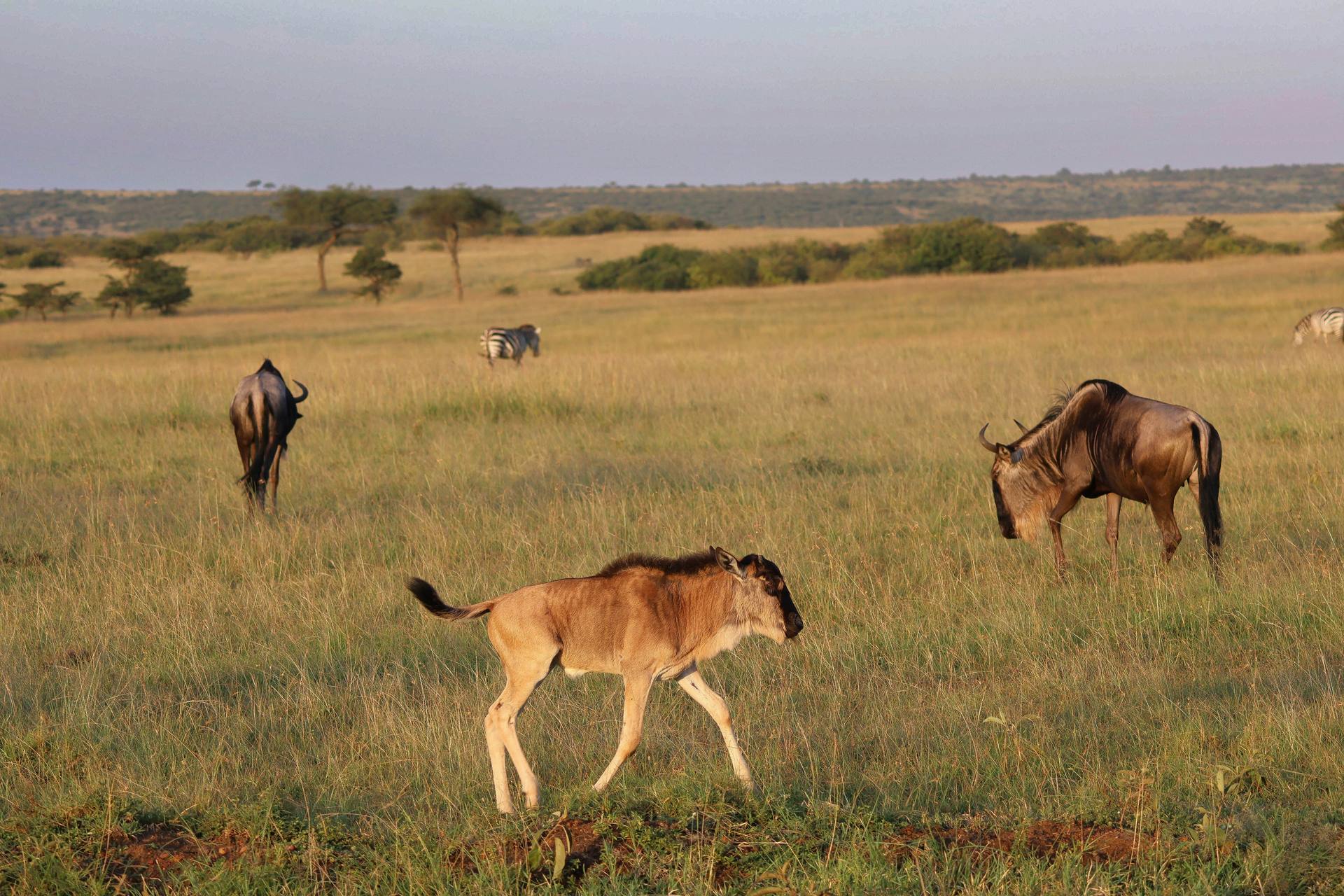 Wildebeest with a newborn calf during calving season